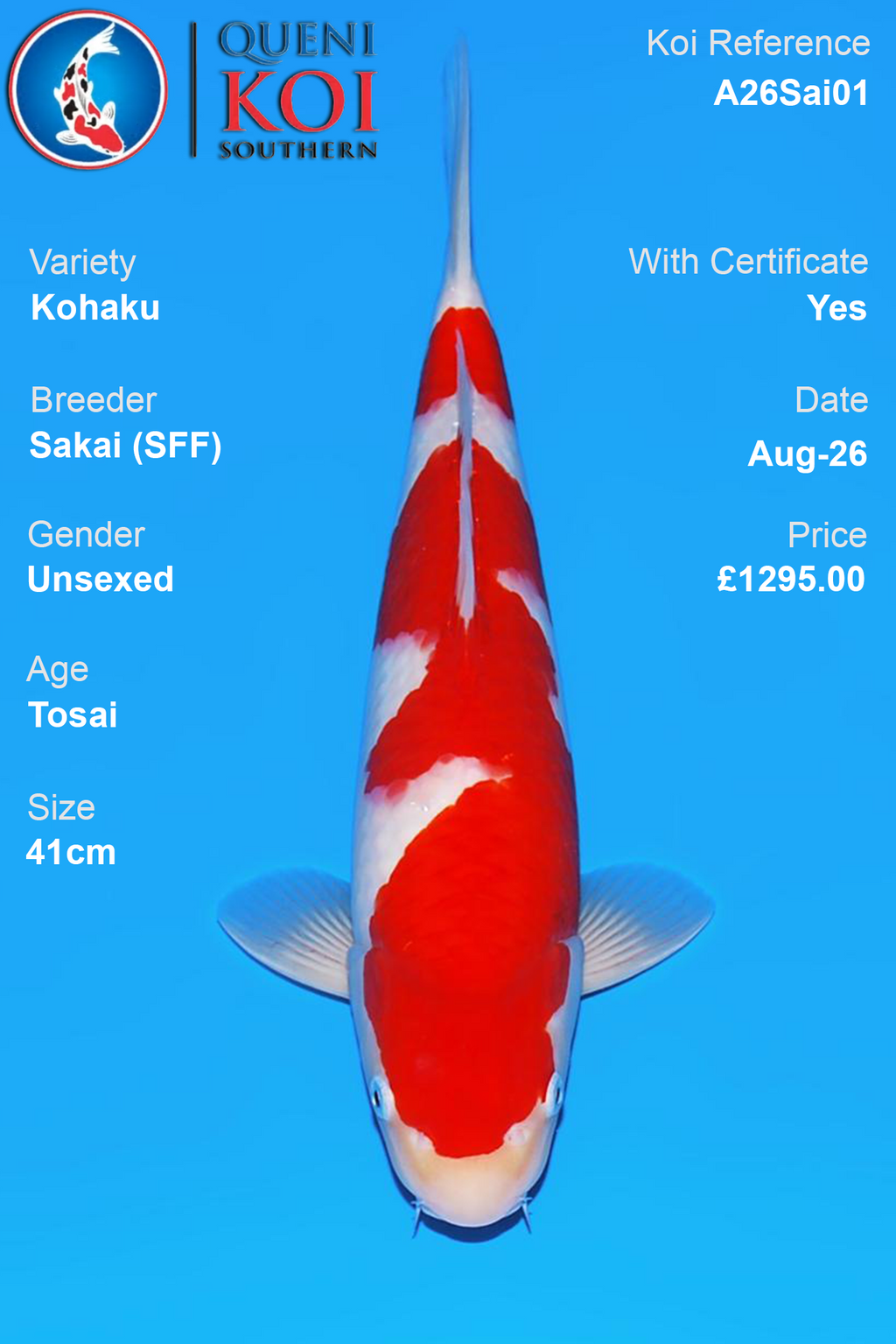 Kohaku by Sakai Fish Farm - Tosai - 41cm - A26Sai01
