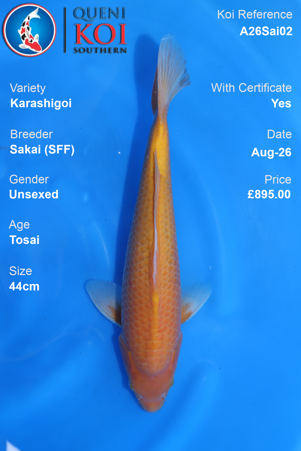 Karashigoi by Sakai Fish Farm - Tosai - 44cm - A26Sai02