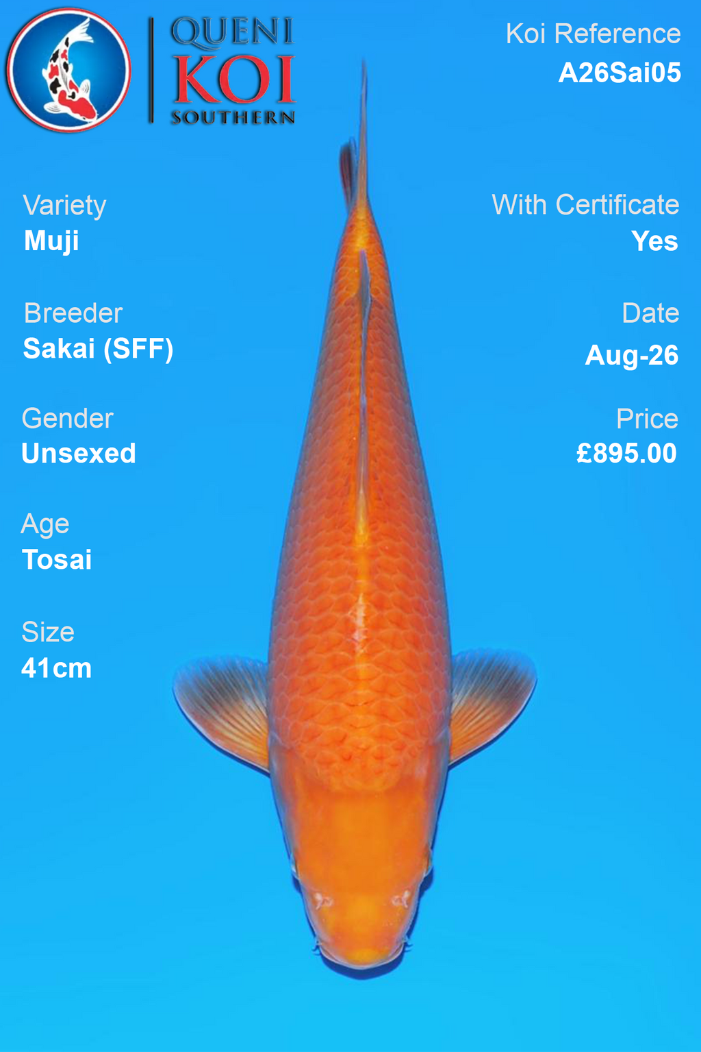 Muji by Sakai Fish Farm - Tosai - 41cm - A26Sai05