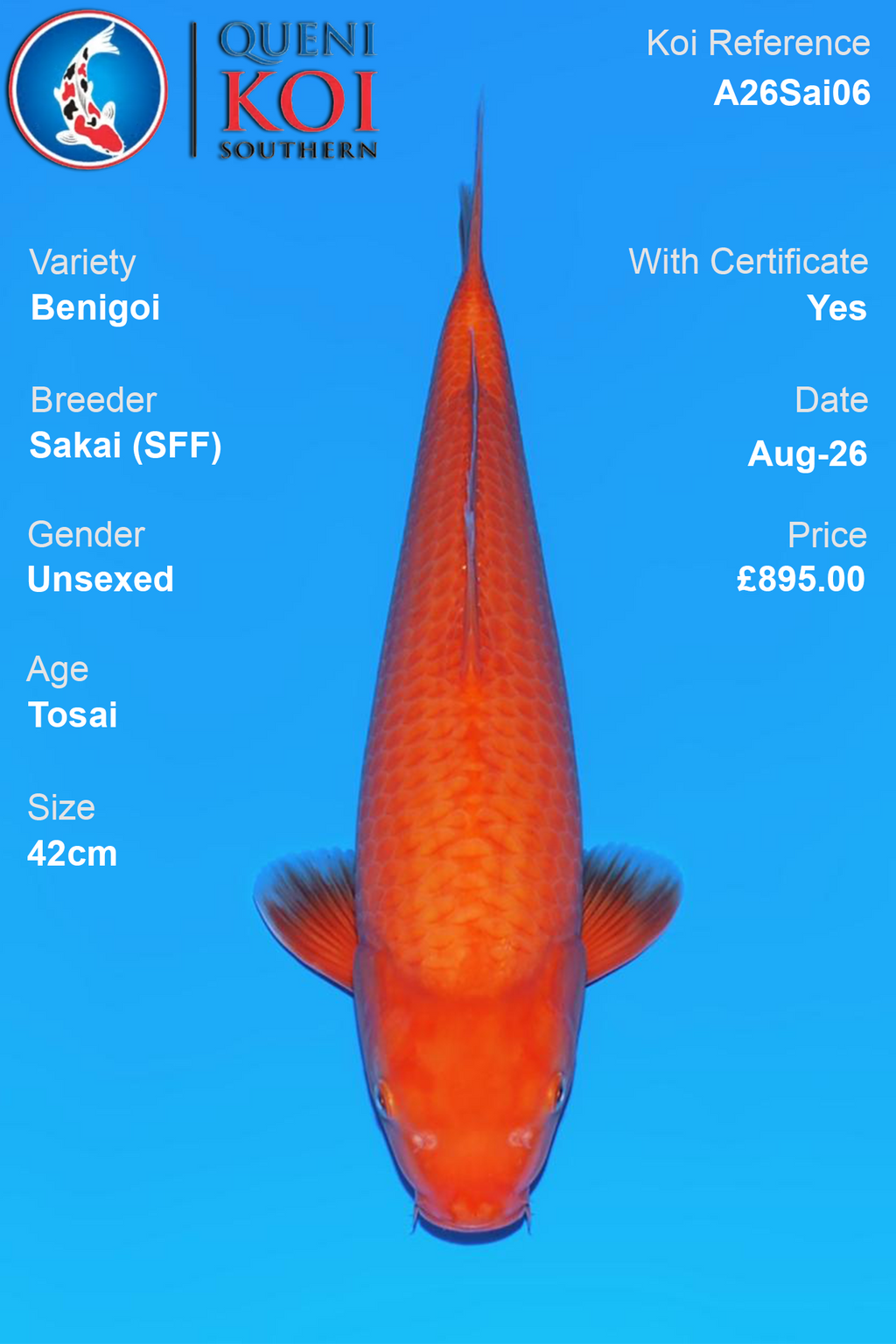 Benigoi by Sakai Fish Farm - Tosai - 42cm - A26Sai06
