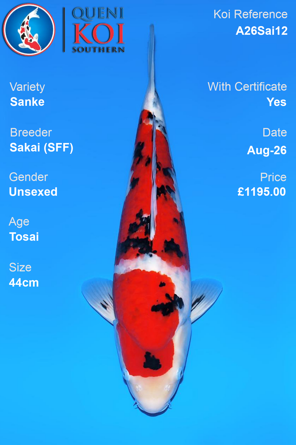 Sanke by Sakai Fish Farm - Tosai - 44cm - A26Sai12