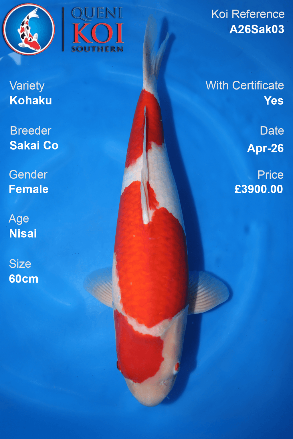 Female Kohaku Sakai Koi 60cm Sakai Co A26Sak03