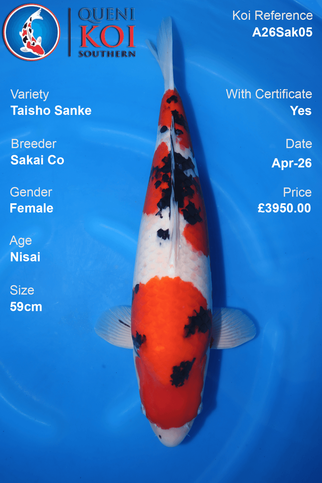 Female Taisho Sanke Nisai Japanese Koi 58cm Sakai Co A26Sak05