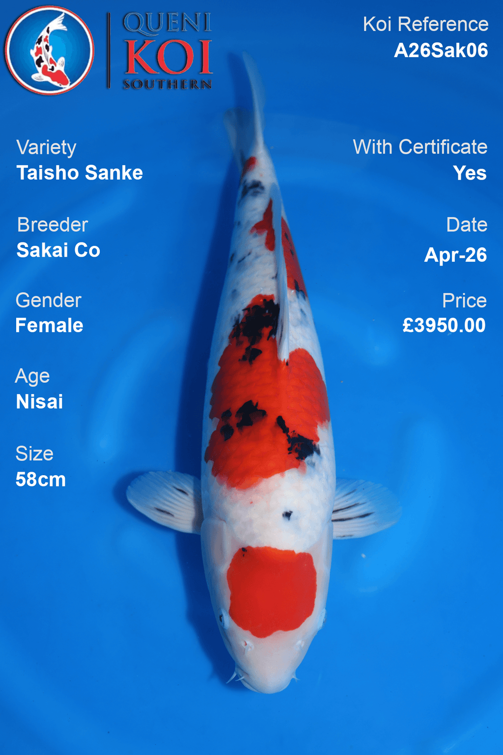Taisho Sanke Nisai Koi 58cm – Sakai Co A26Sak06