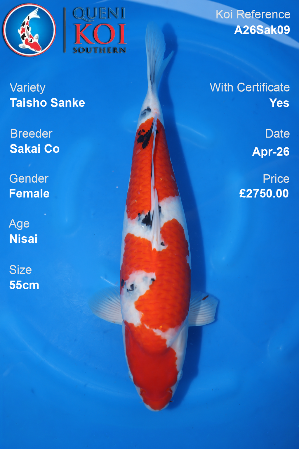 Taisho Sanke Koi Sakai Co Female – A26Sak09 (55cm)