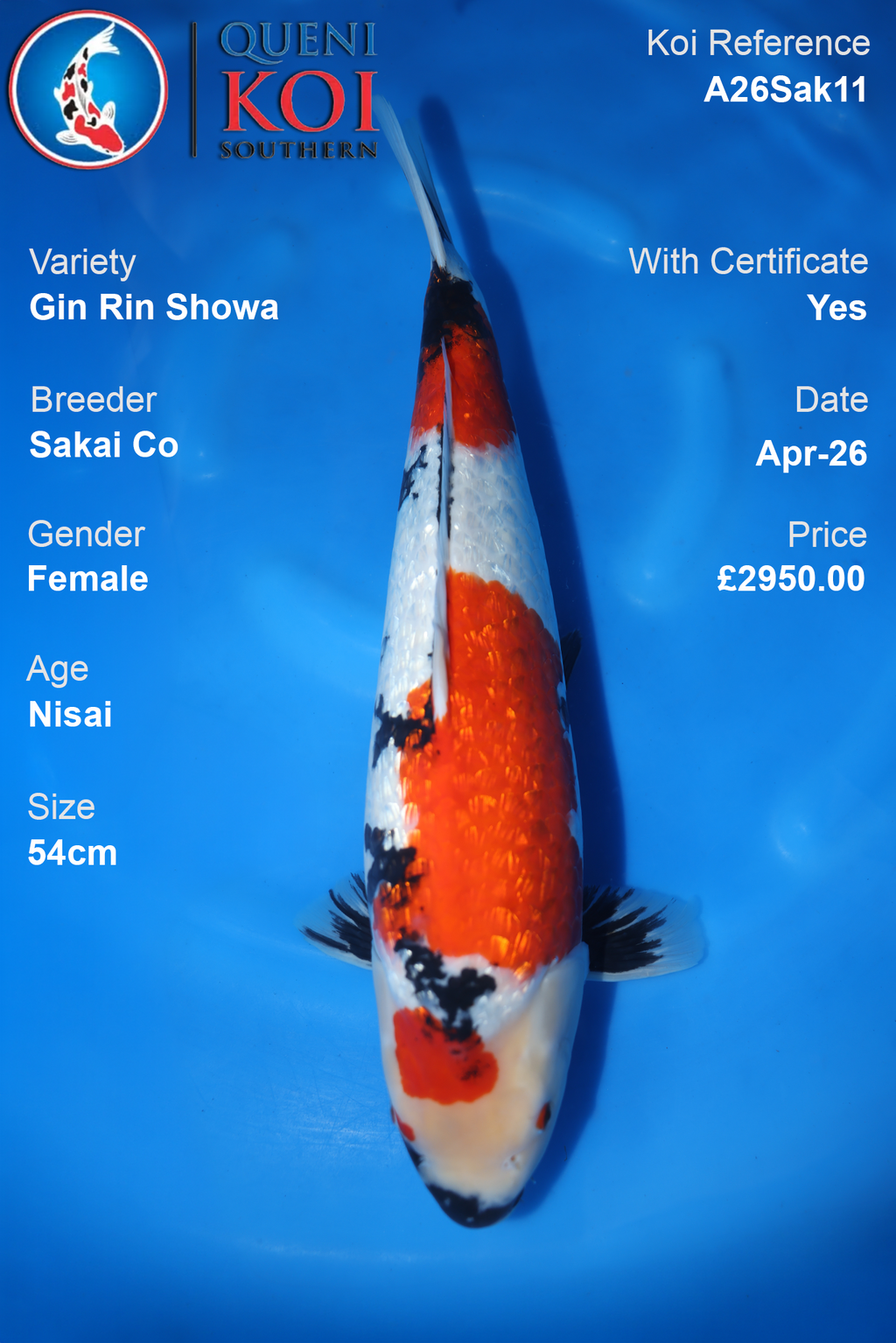 Female Gin Rin Showa Koi A26Sak11 | 54cm Nisai Sakai Co