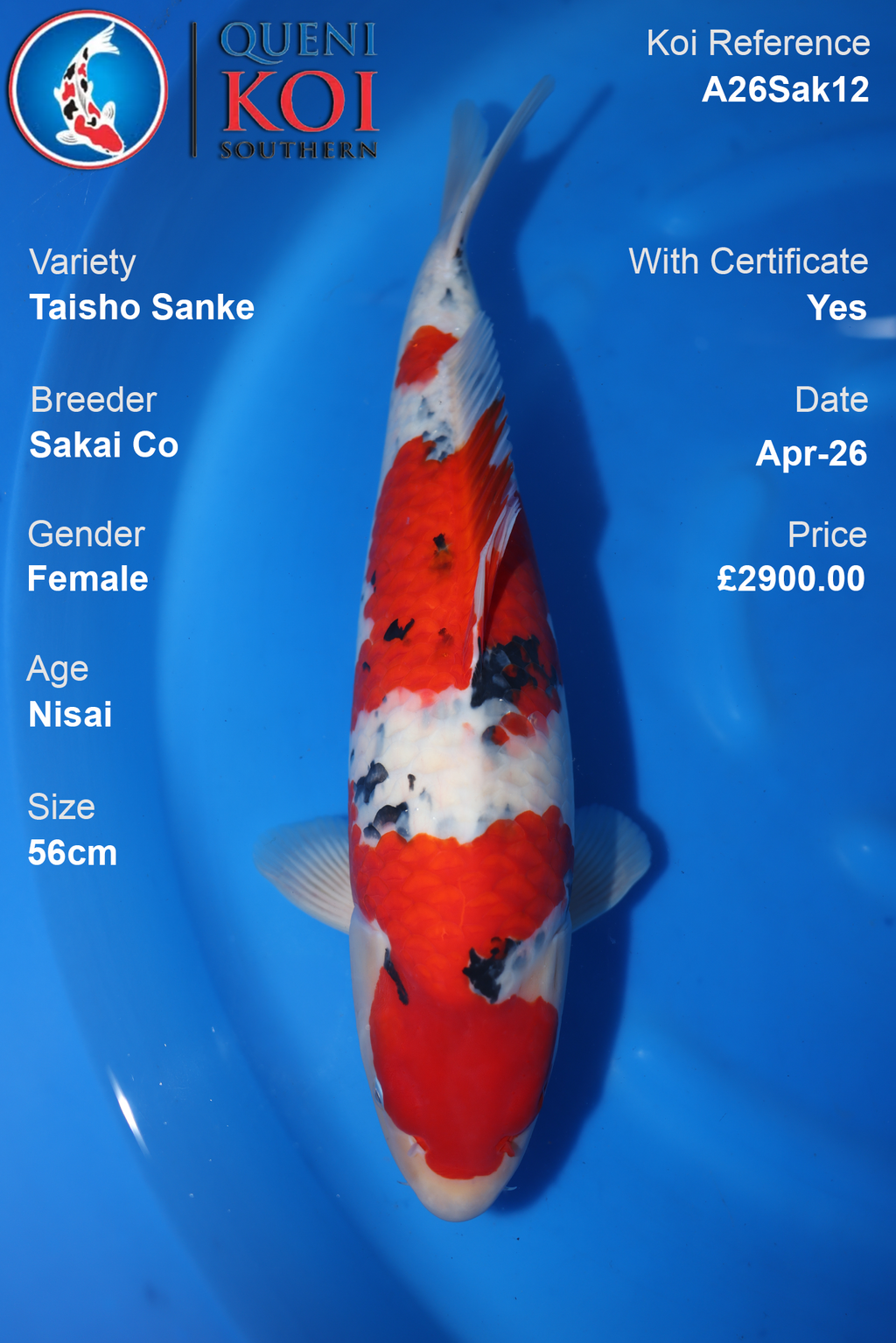 Taisho Sanke Koi Sakai Co Female – A26Sak12 (56cm)