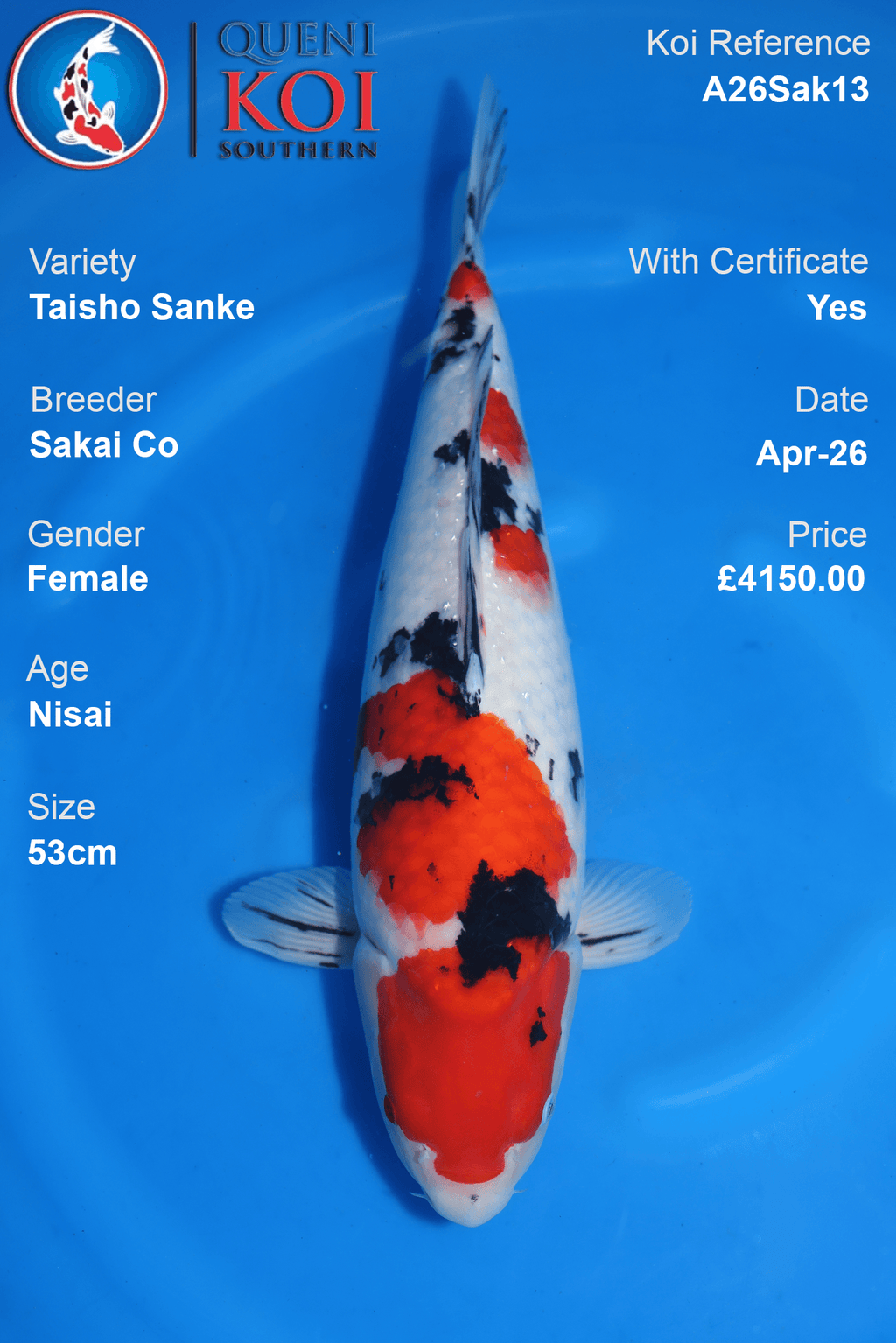 Taisho Sanke Koi Sakai Co Female A26Sak13 measuring 53cm with vivid red markings, swimming in blue water.