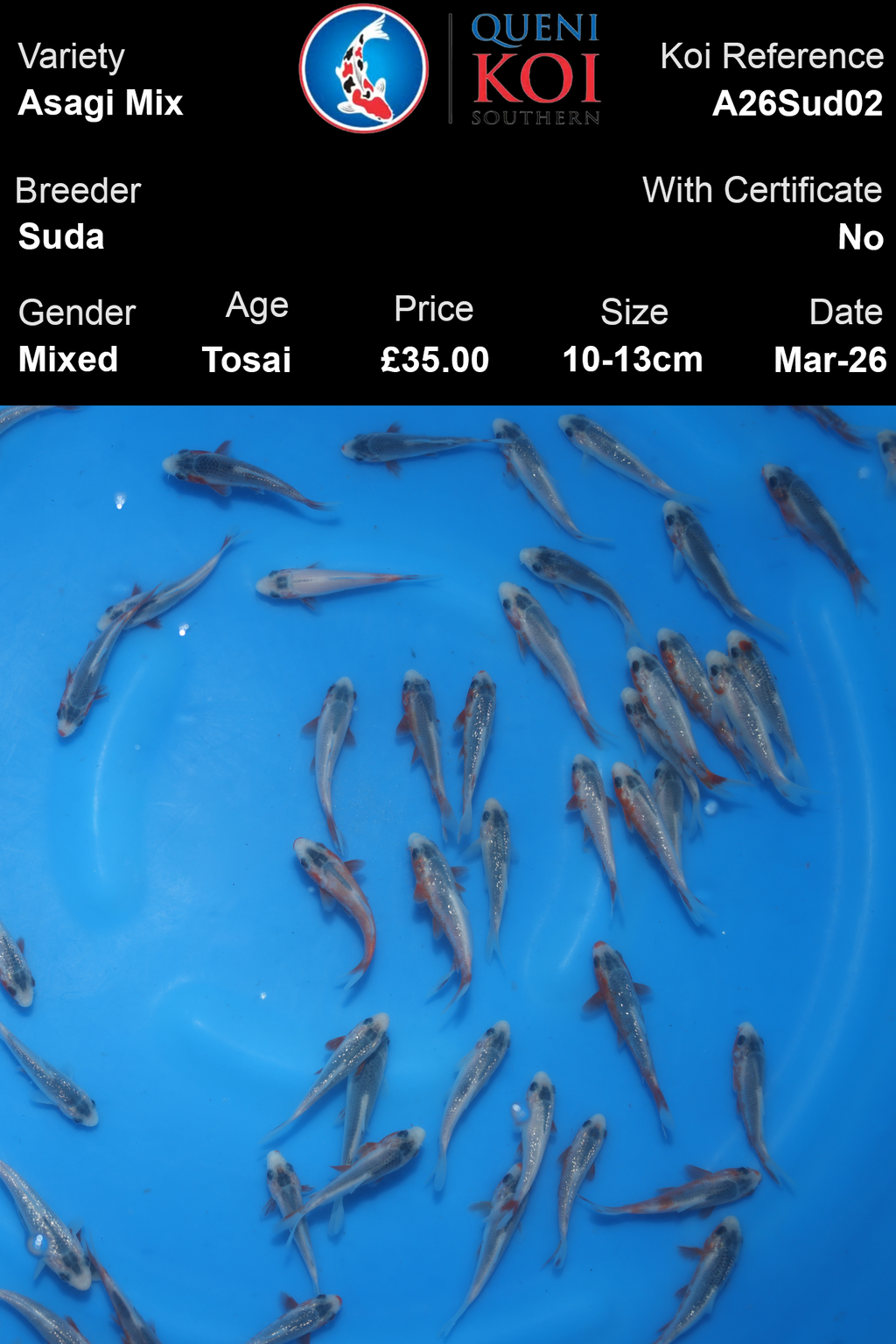 Asagi mix tosai koi fish A26Sud02 by Suda breeder