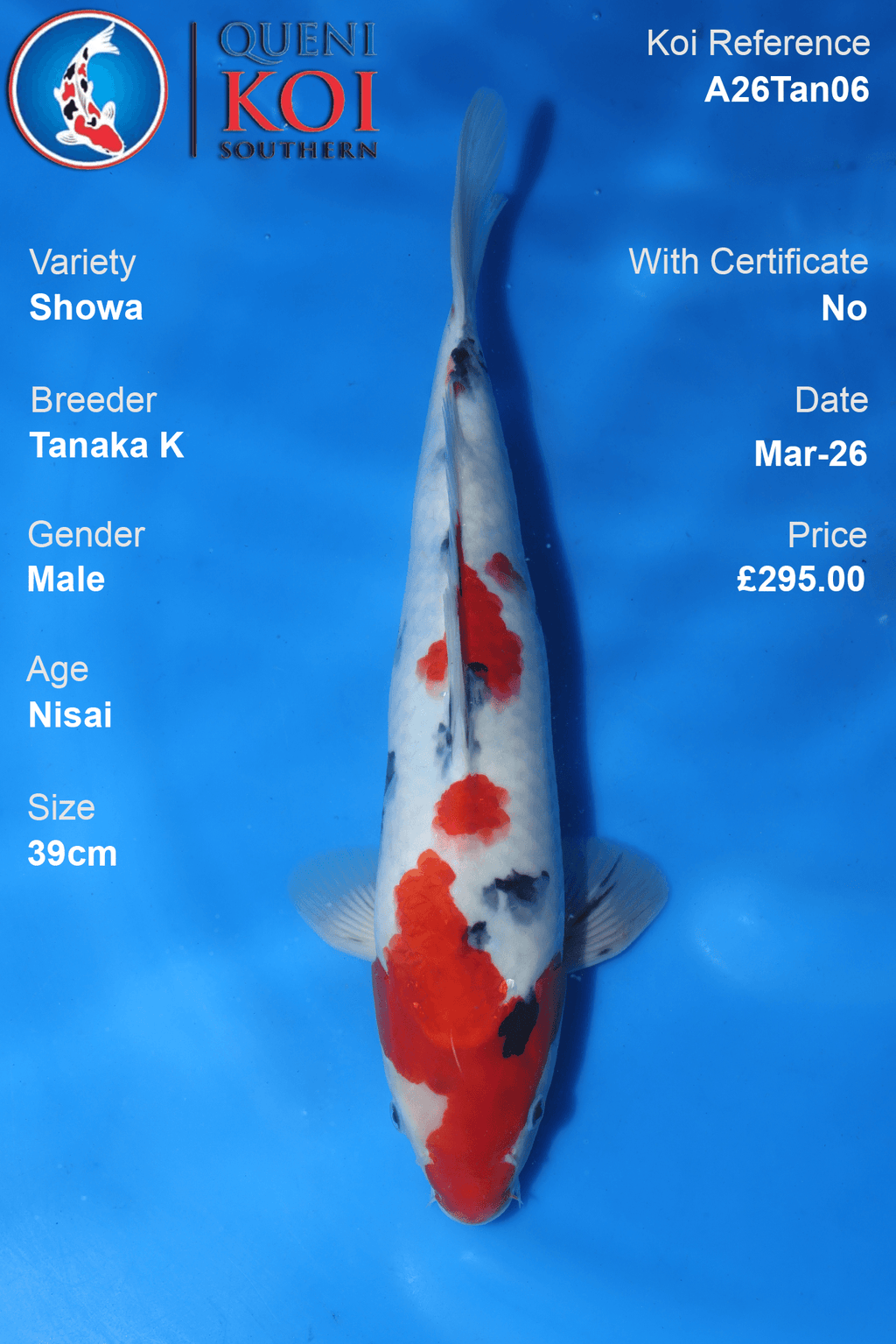 Premium Showa Koi Fish A26Tan06 39cm male Nisai koi by Tanaka K