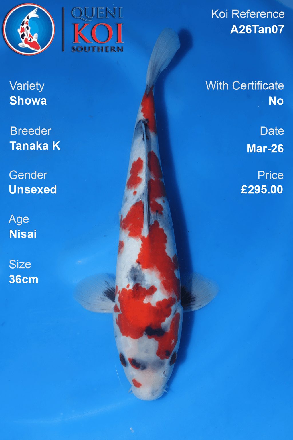 Premium Showa Koi Fish A26Tan07 36cm unsexed Nisai koi by Tanaka K