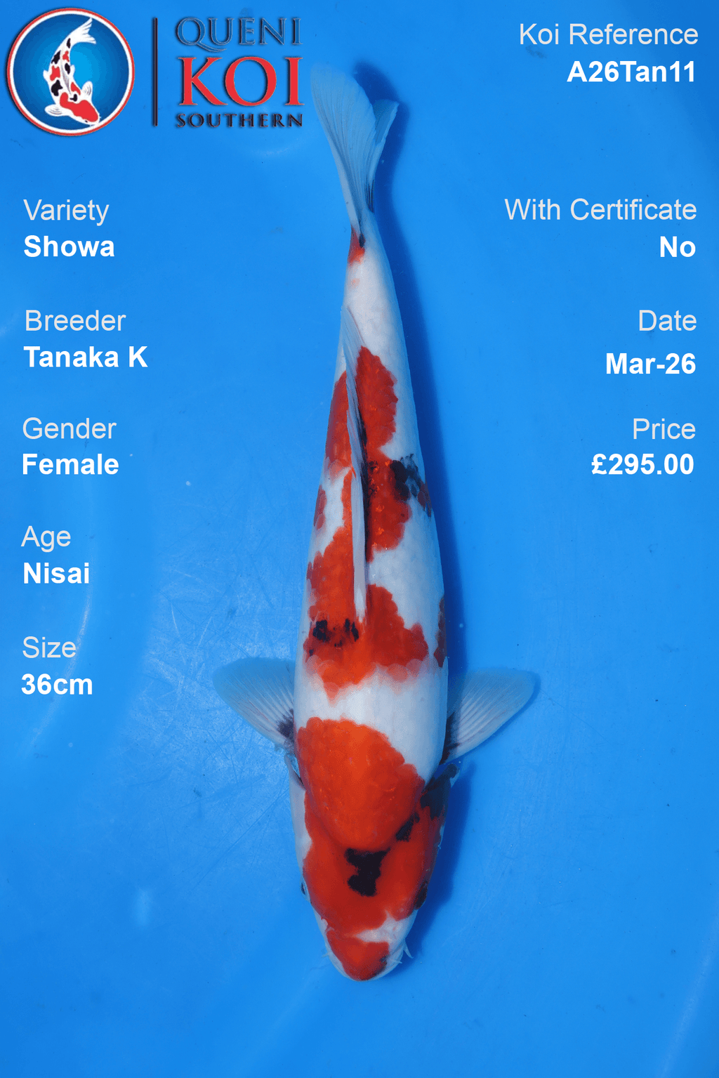 Premium Showa Koi Fish A26Tan11 female Nisai 36cm by Tanaka K