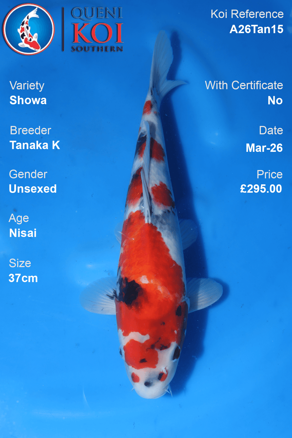Showa koi fish A26Tan15 unsexed 37cm by Tanaka K