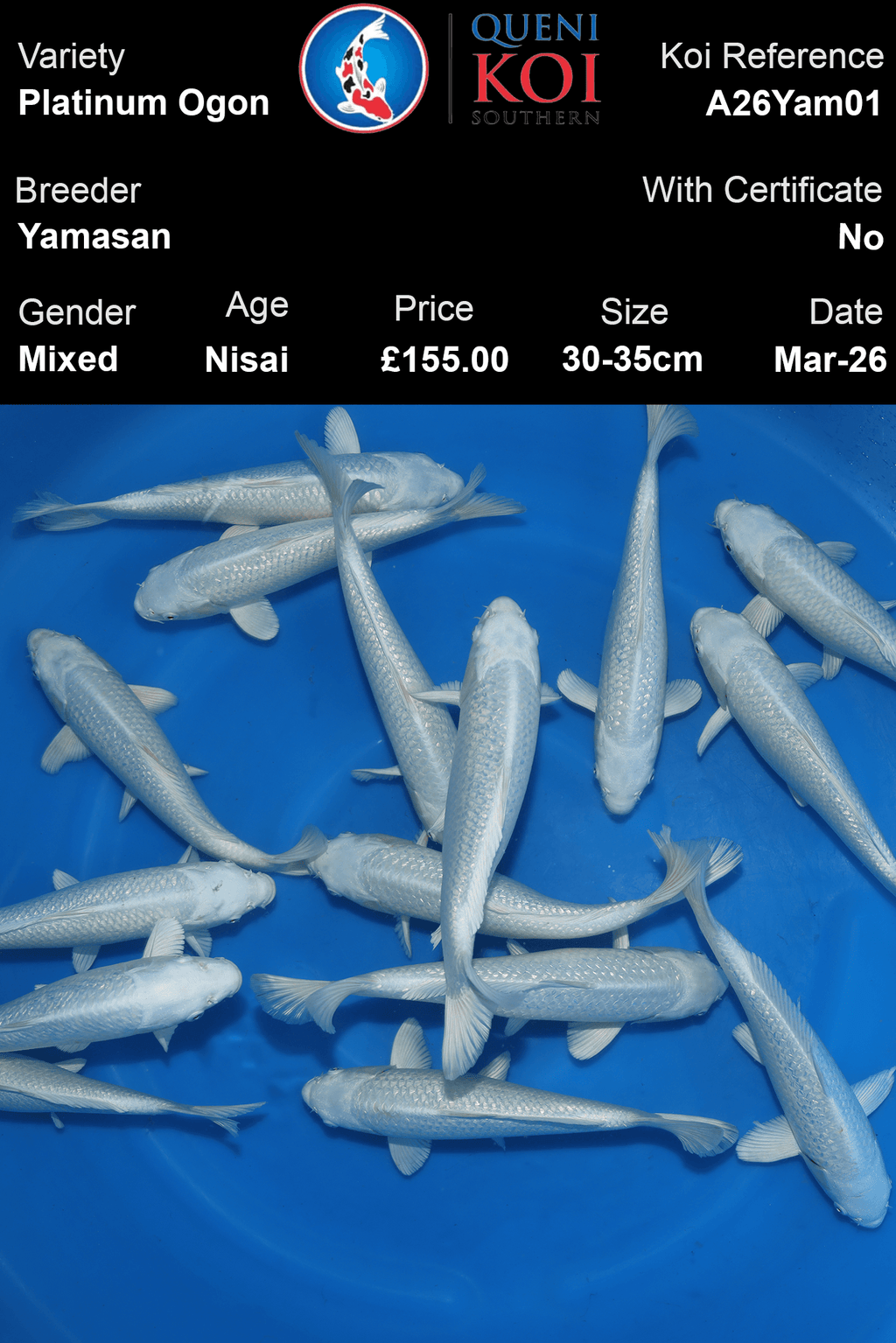 Yamasan Platinum Ogon Koi 30-35cm Nisai mixed Japanese koi selection reference A26Yam01
