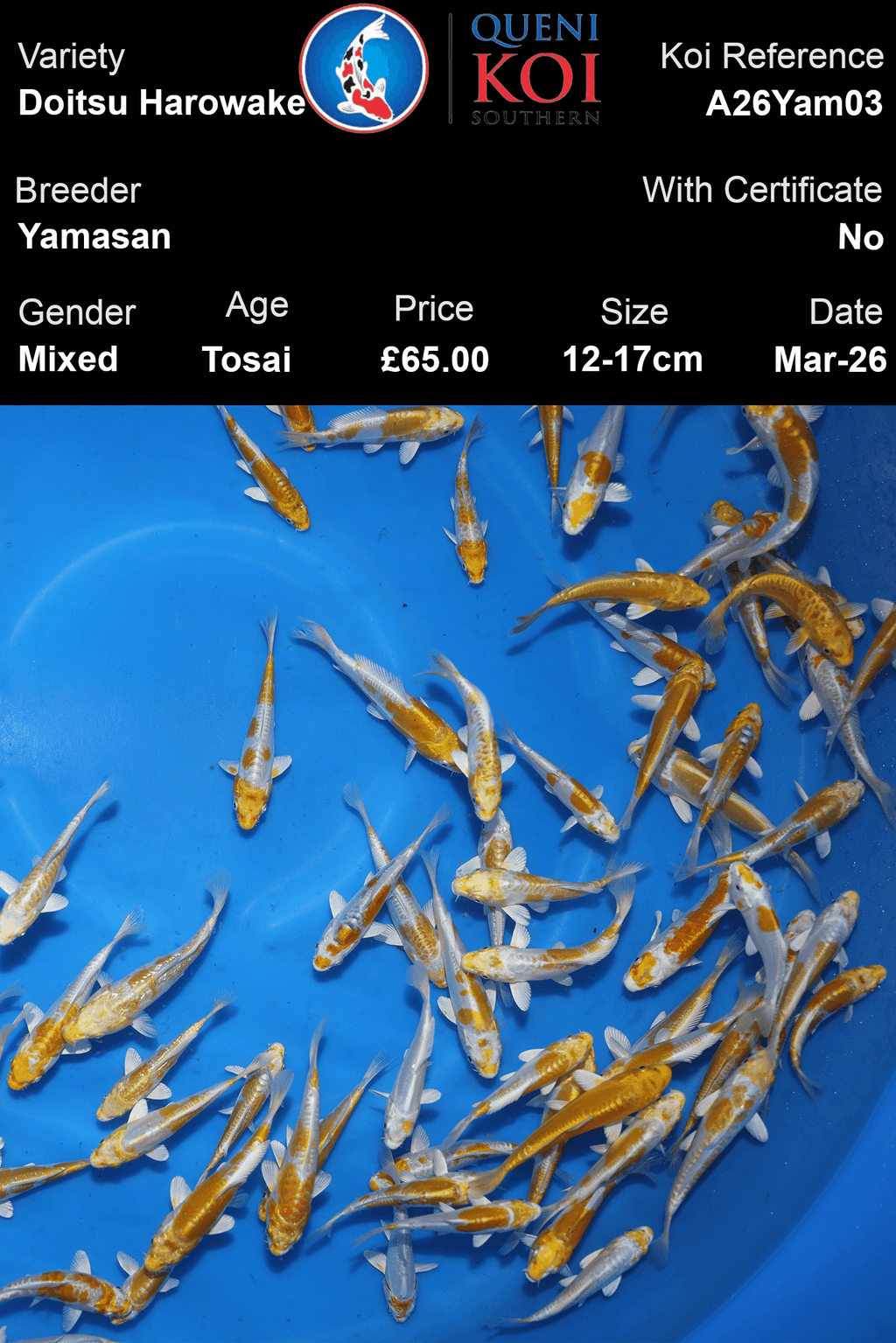 Yamasan Doitsu Harowake Koi 12-17cm Tosai mixed Japanese koi selection reference A26Yam03