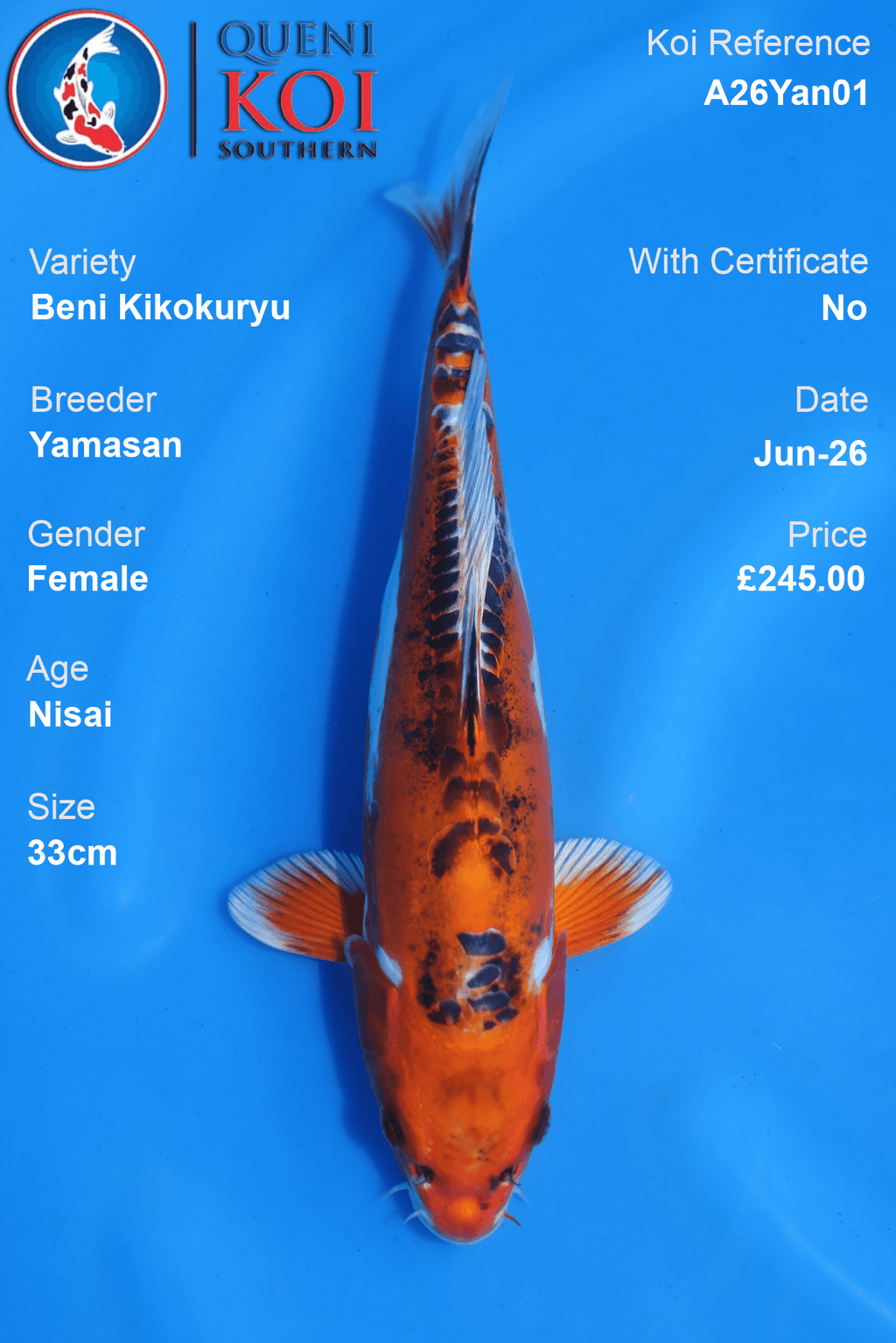 Beni Kikokuryu -A26Yan01 33cm Female Nisai by Yamasan