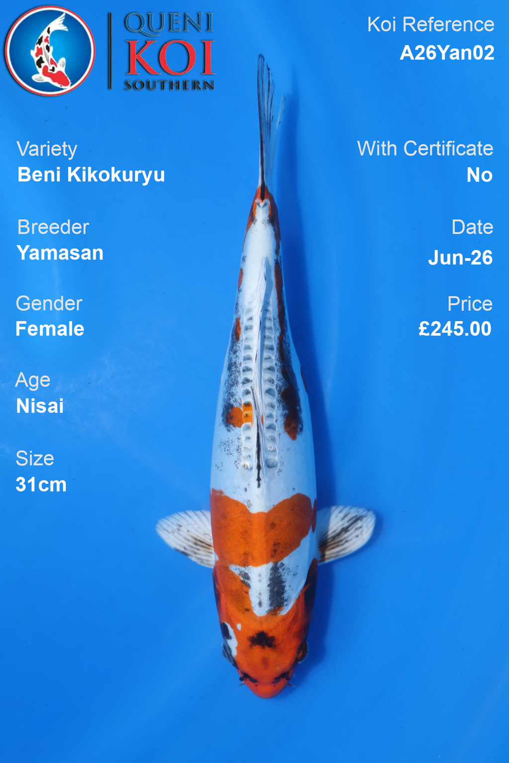 Beni Kikokuryu -A26Yan02 31cm Female Nisai by Yamasan