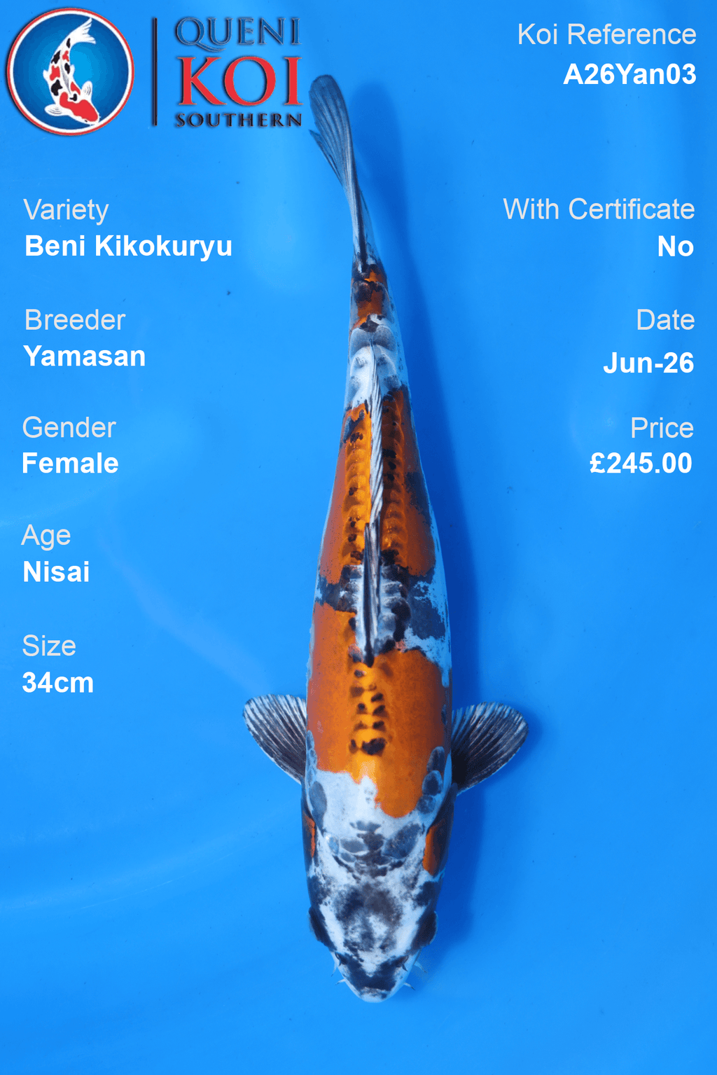 Beni Kikokuryu -A26Yan03 34cm Female Nisai by Yamasan