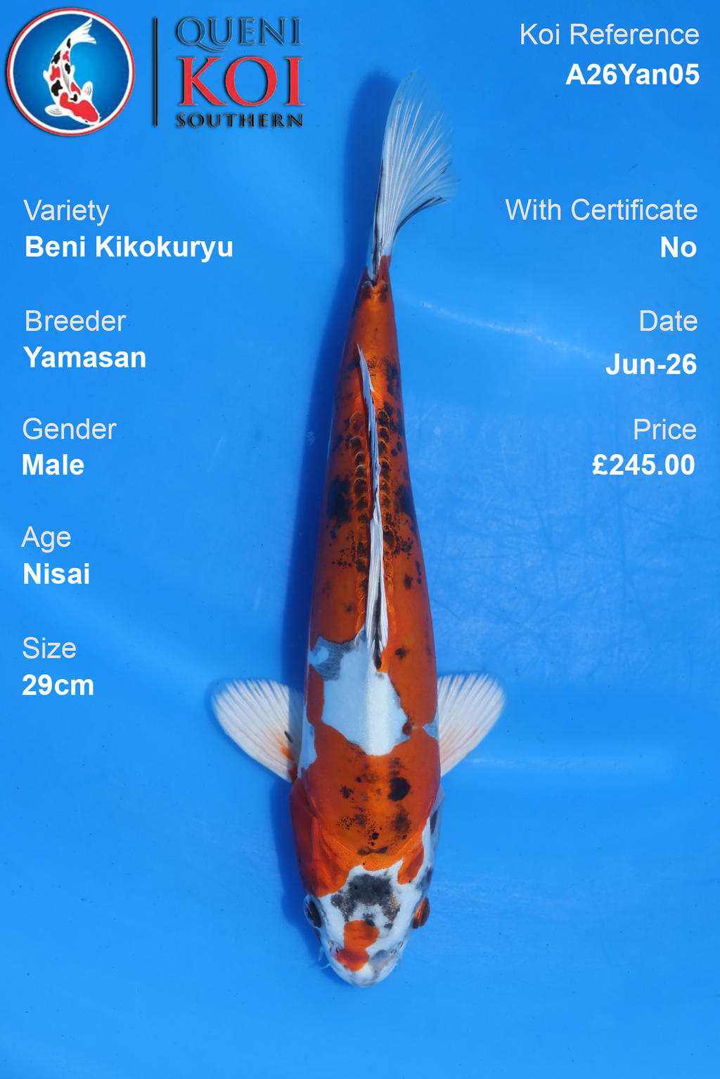 Beni Kikokuryu -A26Yan05 29cm Male Nisai by Yamasan