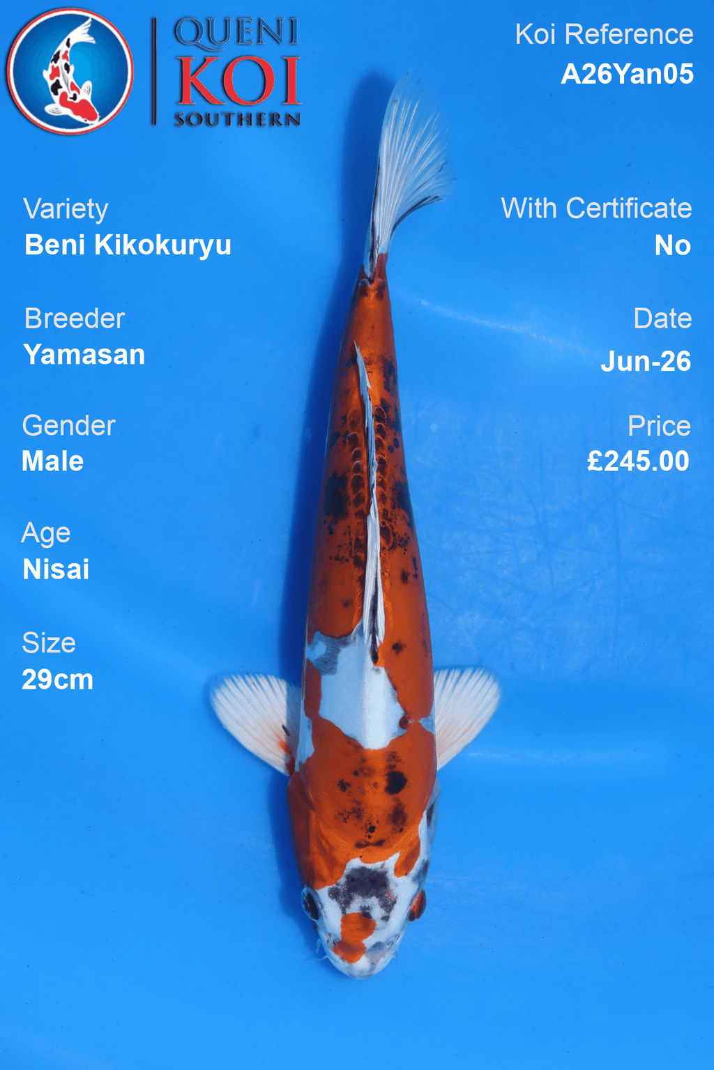 Beni Kikokuryu -A26Yan05 29cm Male Nisai by Yamasan
