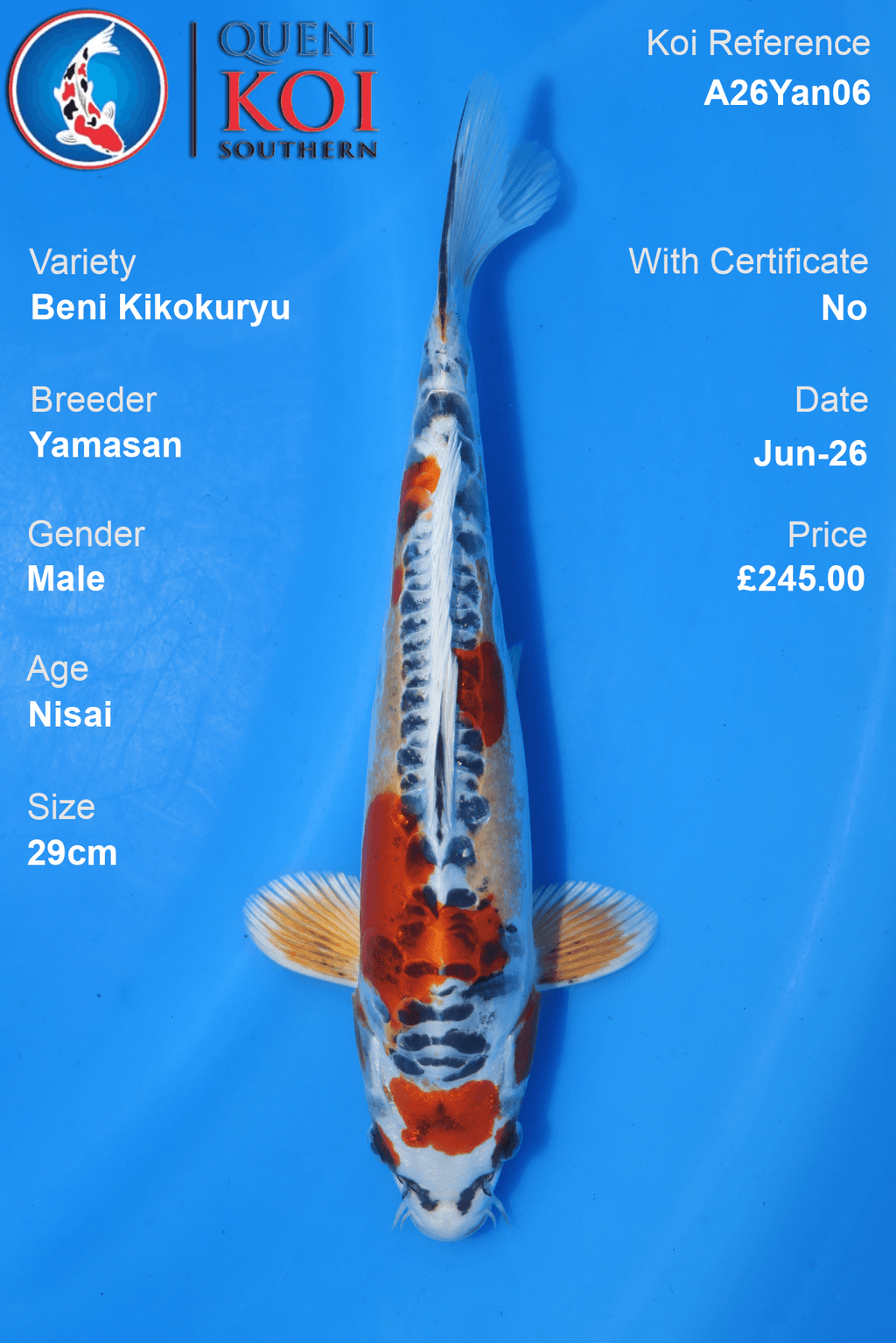Beni Kikokuryu -A26Yan06 29cm Male Nisai by Yamasan