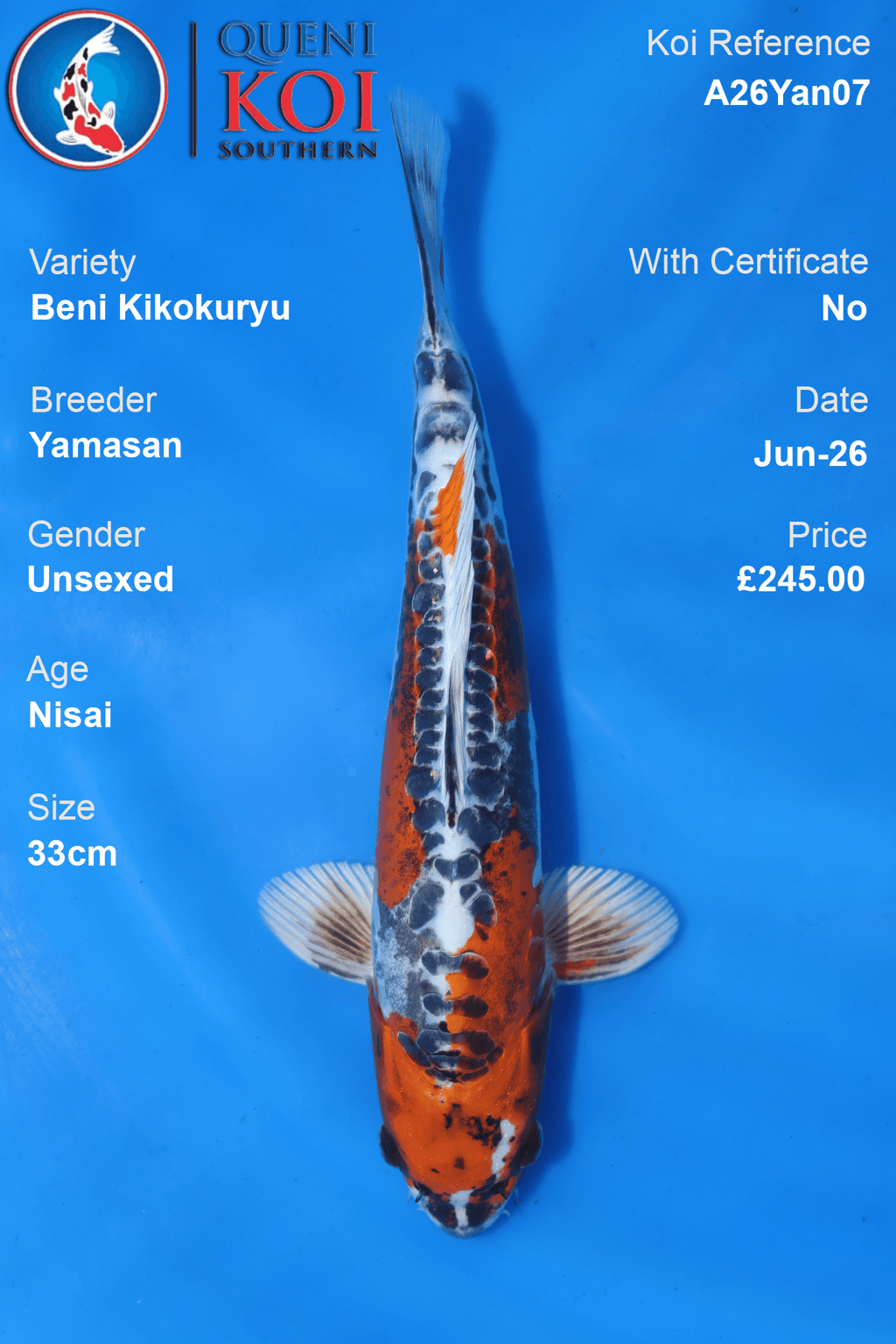 Beni Kikokuryu -A26Yan08 32cm Unsexed Nisai by Yamasan