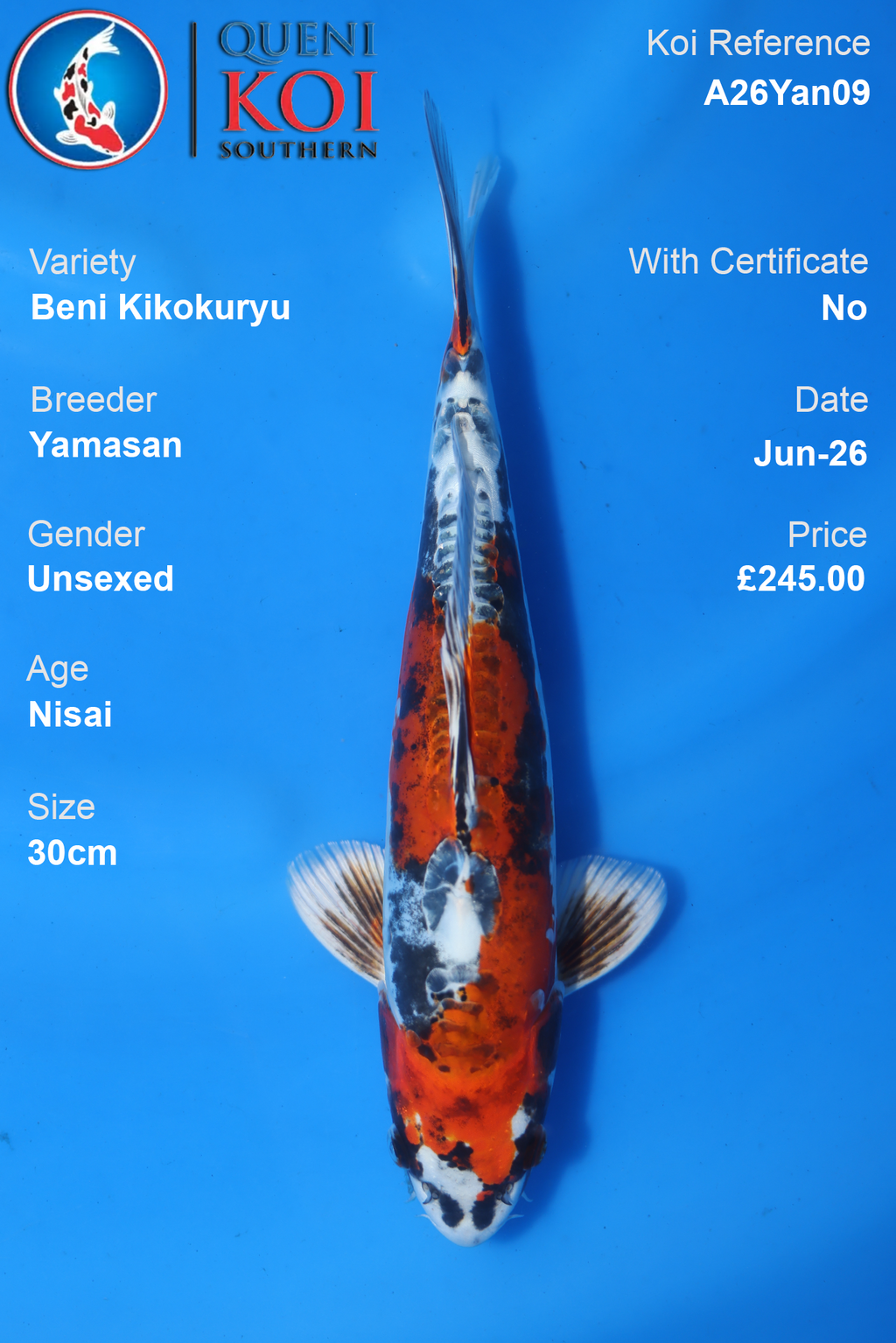 Beni Kikokuryu -A26Yan09 30cm Unsexed Nisai by Yamasan