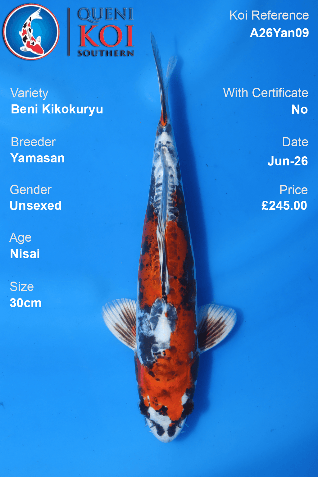 Beni Kikokuryu -A26Yan09 30cm Unsexed Nisai by Yamasan