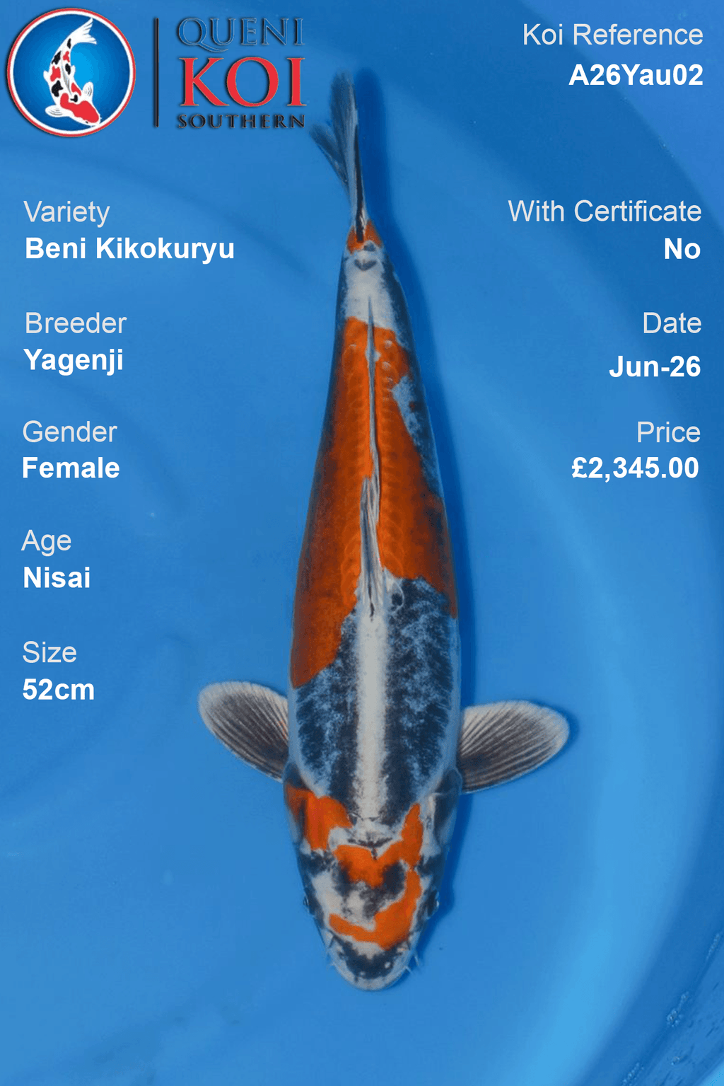 Beni Kikokuryu - A26Yau02 52cm Female Nisai by Yagenji