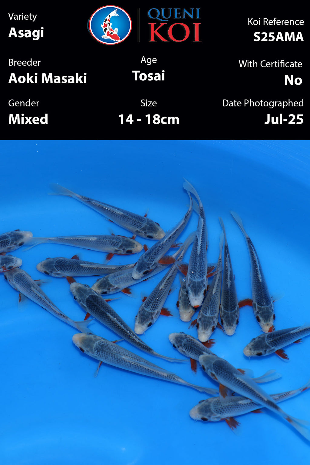 Aoki Masaki Asagi - S25AMA