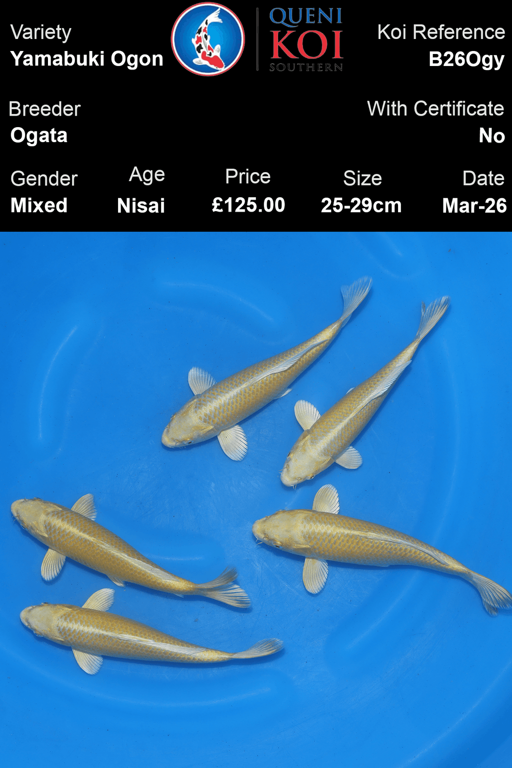 Ogata Yamabuki Ogon B26Ogy – 25-29cm Nisai Mixed Koi