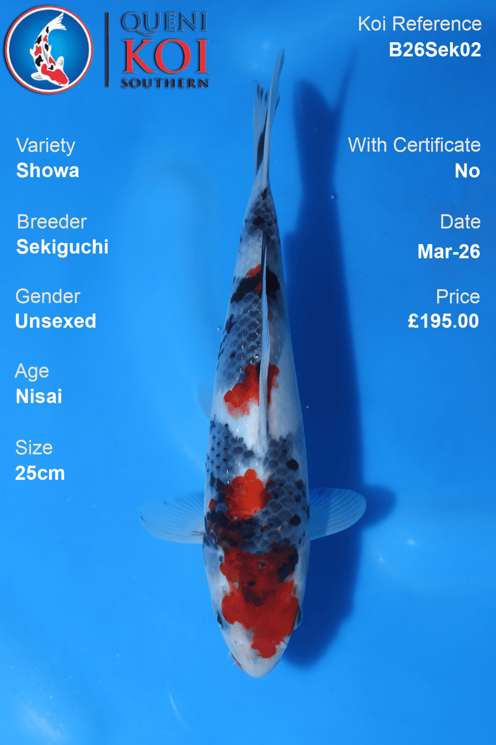 Showa Koi 25cm by Sekiguchi, variety Nisai, for sale at £195, not certified, image shows koi on blue background.