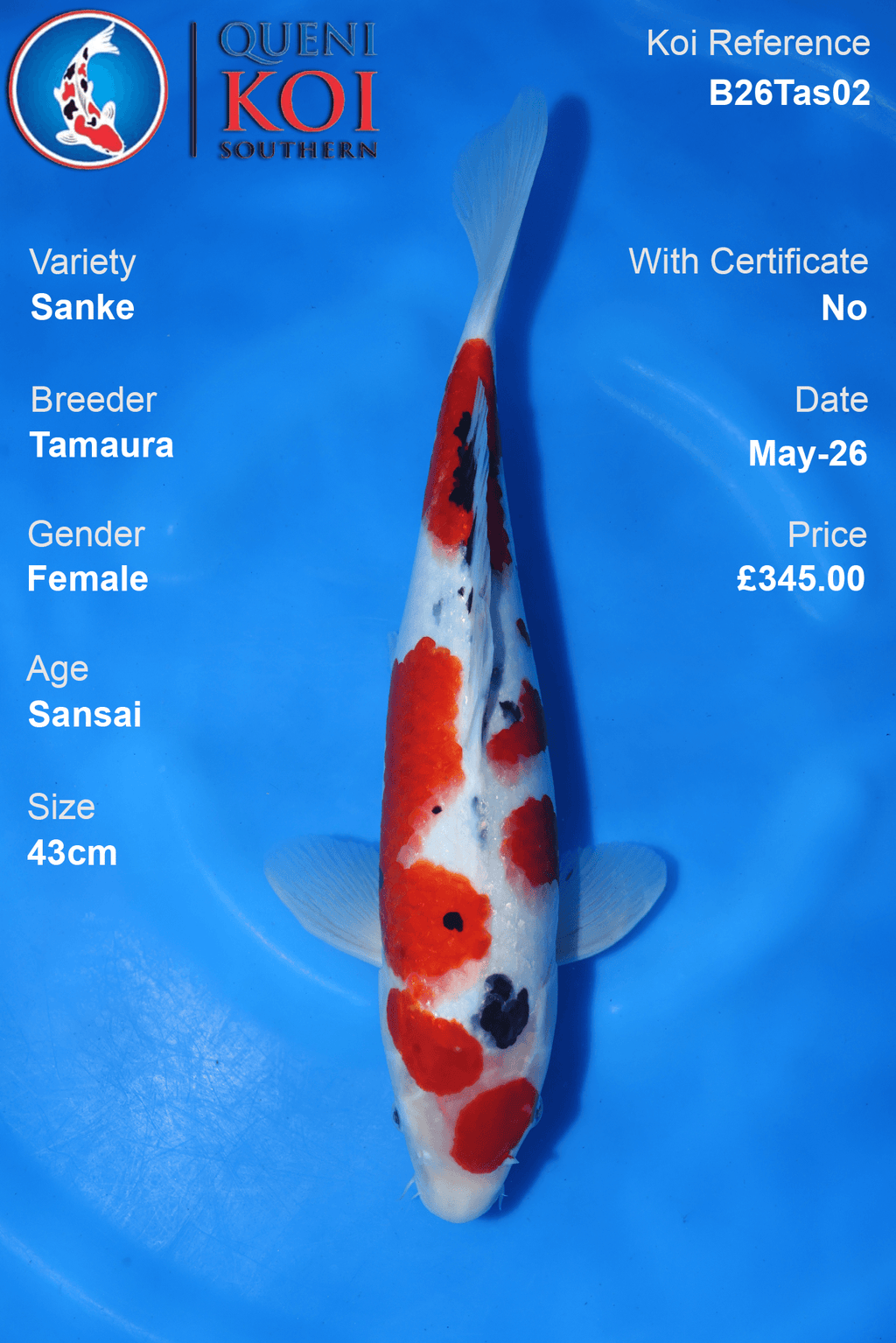 Female Sanke Koi Carp B26Tas02 43cm Sansai by Tamaura with broad beni, neat sumi and open shiroji