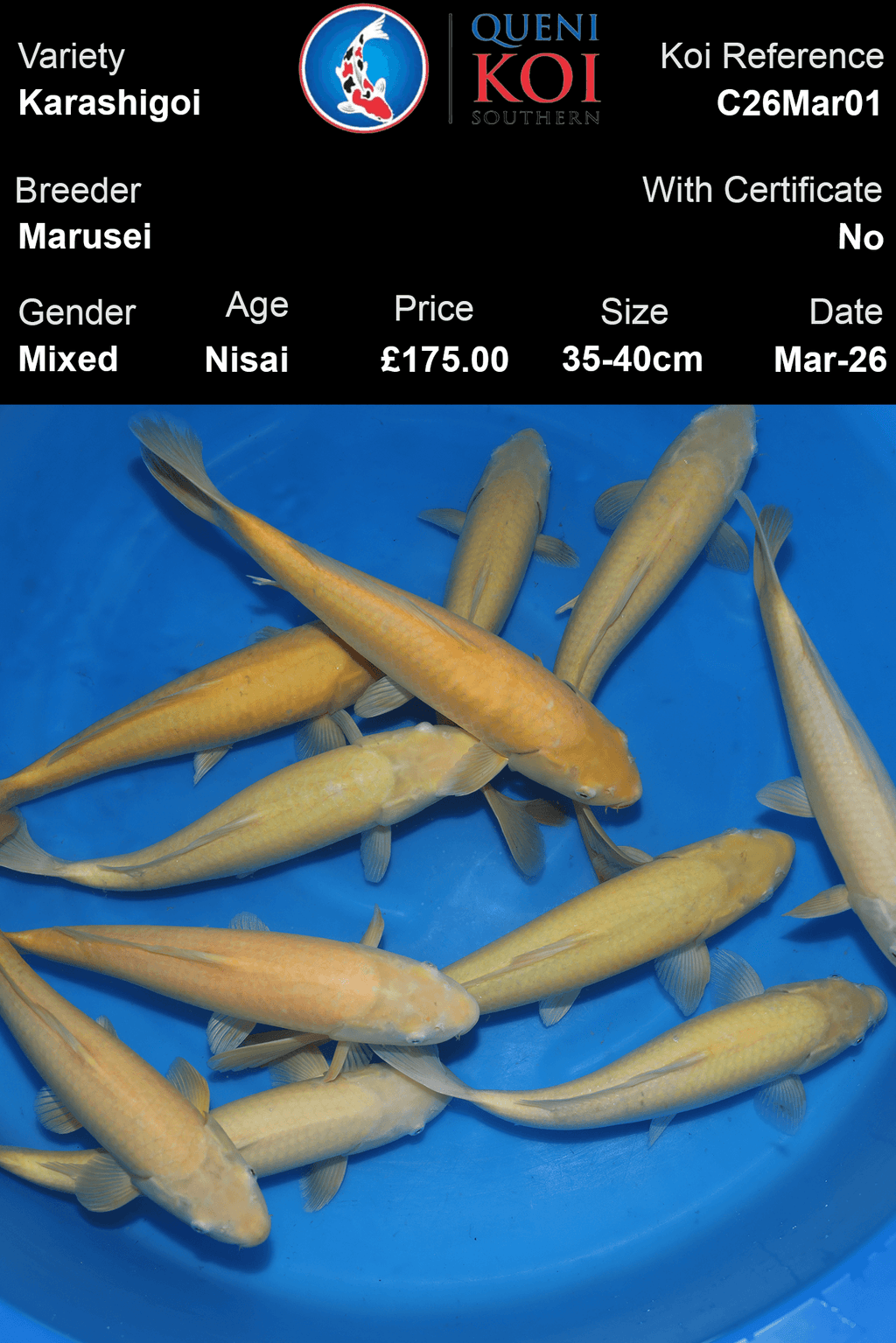 Marusei Karashigoi Koi 35-40cm Nisai mixed Japanese koi selection reference C26Mar01