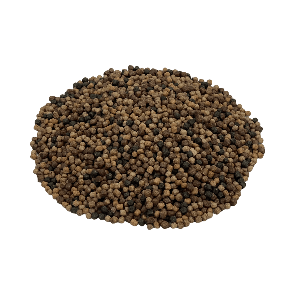 Feeding koi with Kenko Japan Mix pellets