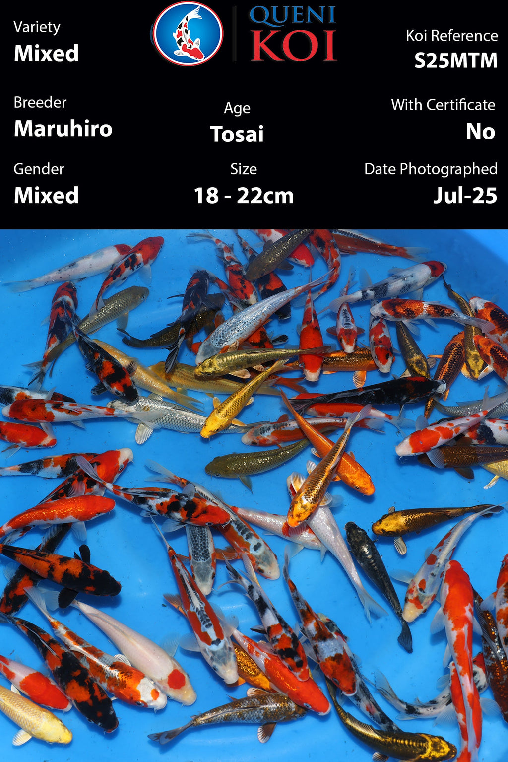 Maruhiro Tosai Mix - S25MTM