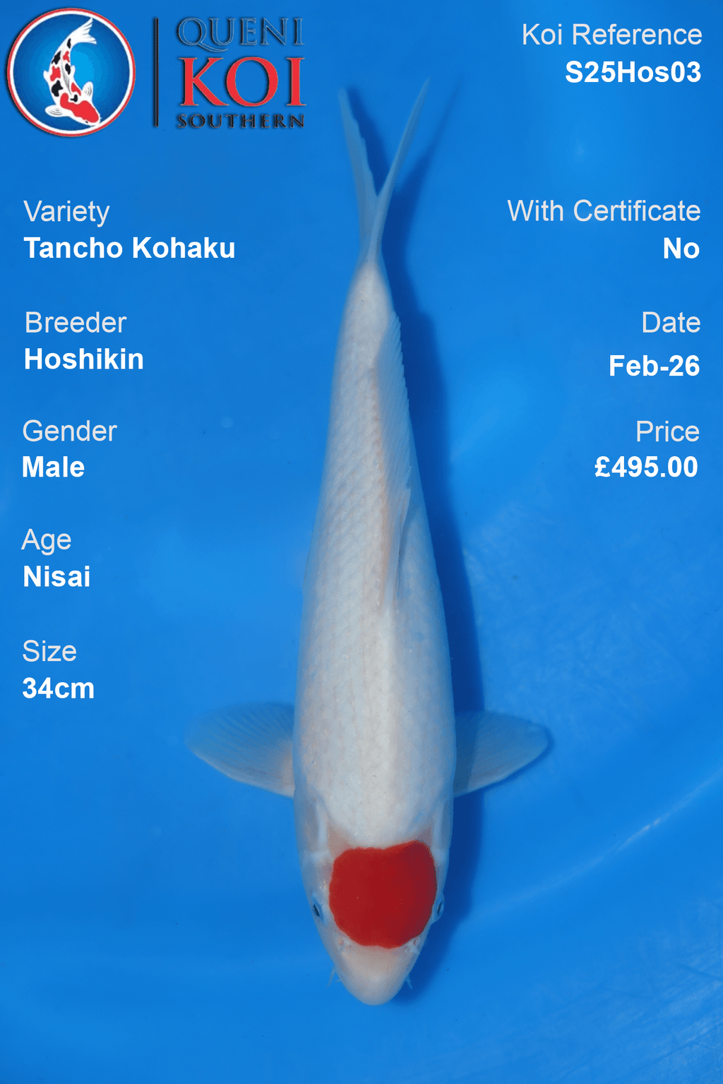 Tancho Kohaku - S25Hos03