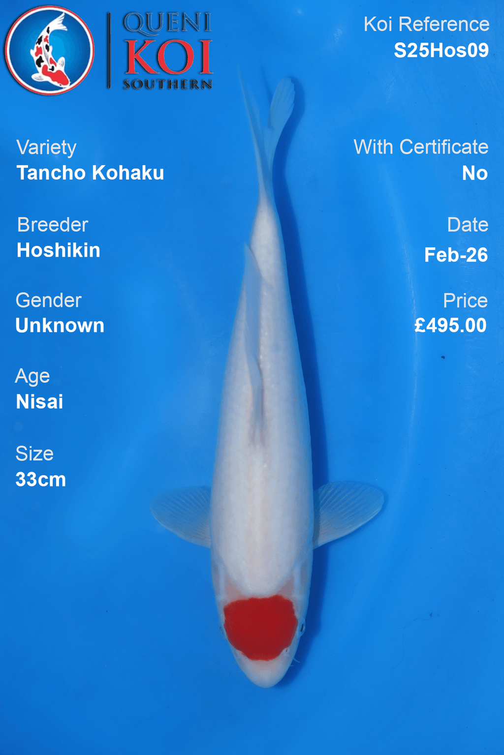 Tancho Kohaku - S25Hos09
