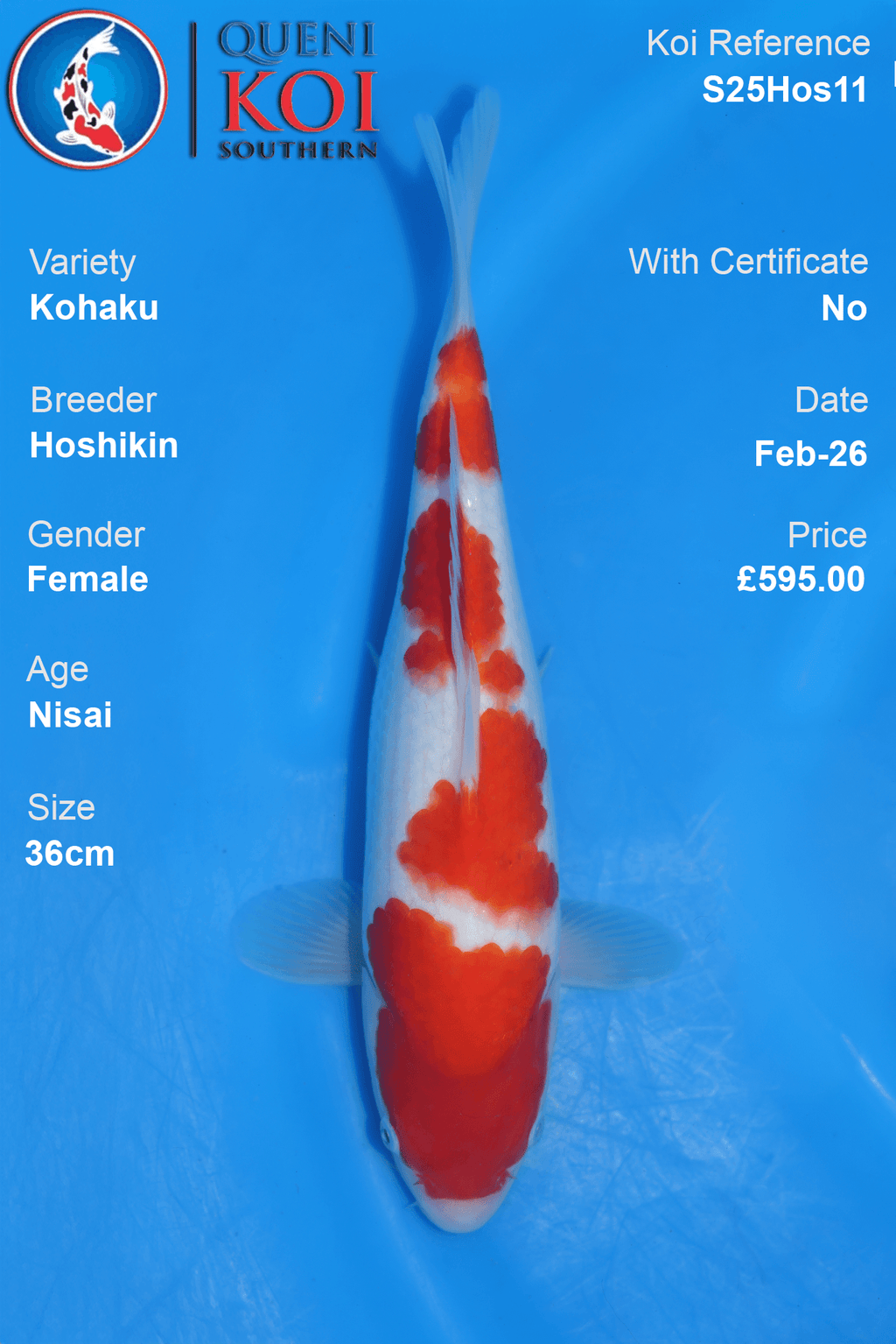 Kohaku - S25Hos11