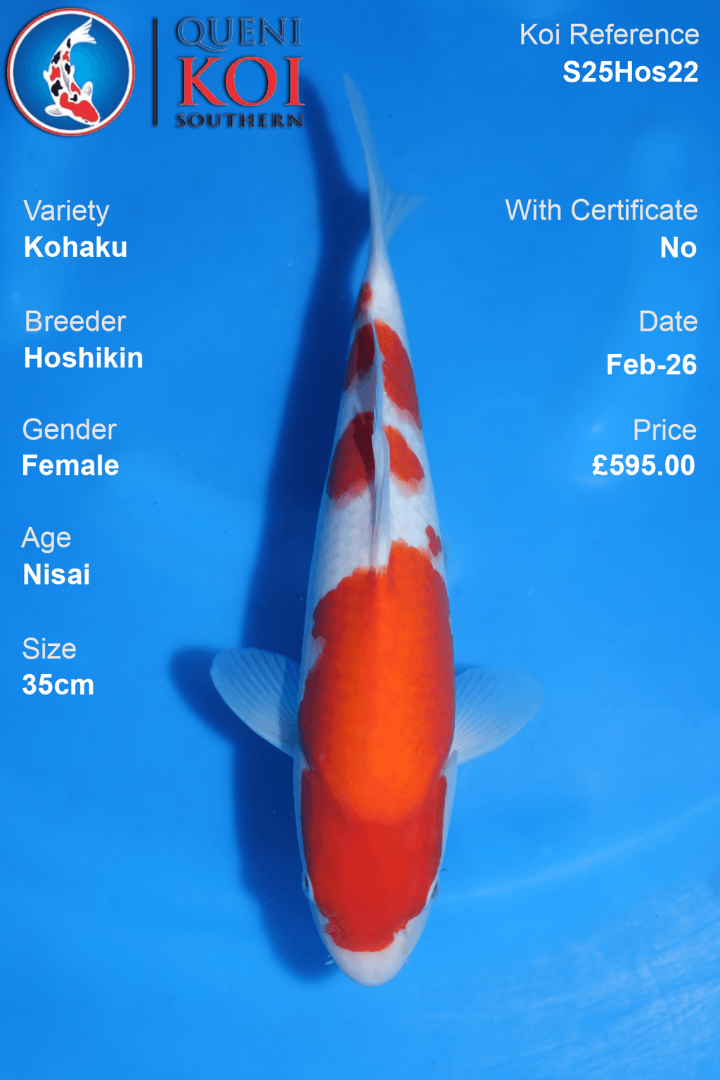 Kohaku - S25Hos22