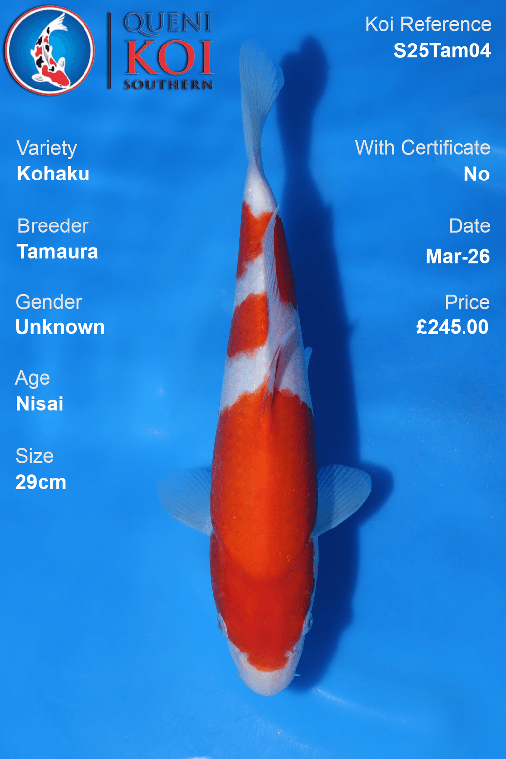 Kohaku Koi S25Tam04 Nisai 29cm koi