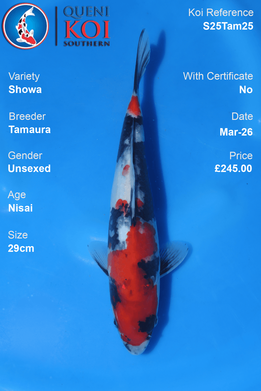 Showa Koi S25Tam25 unsexed Nisai 29cm koi
