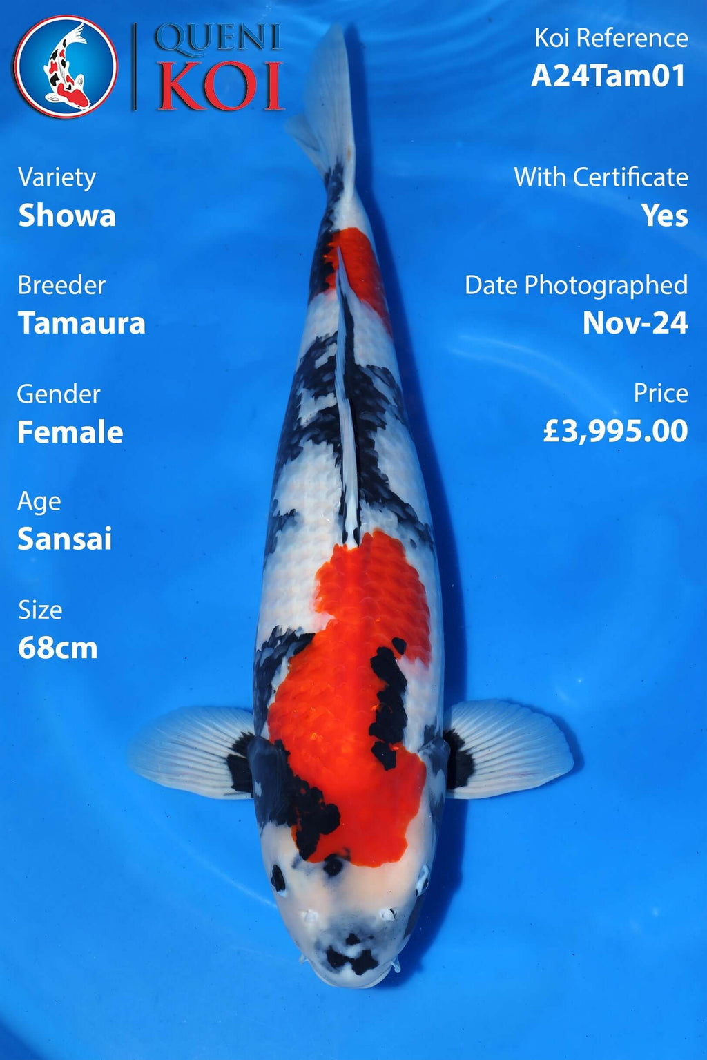 Showa Koi A24Tam01 female Sansai 68cm Tamaura koi with certificate