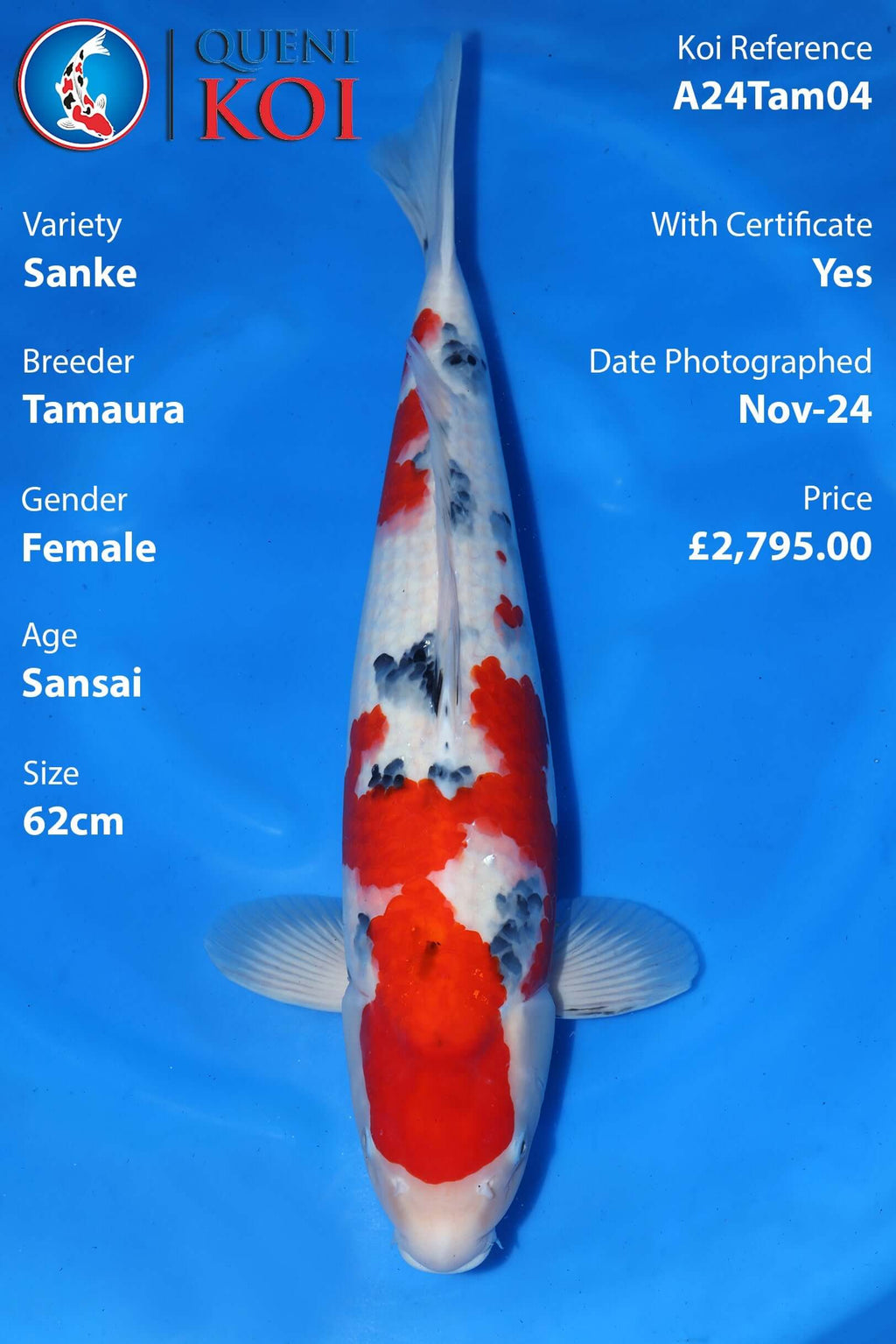Sanke Koi A24Tam04 female Sansai 62cm Tamaura koi with certificate