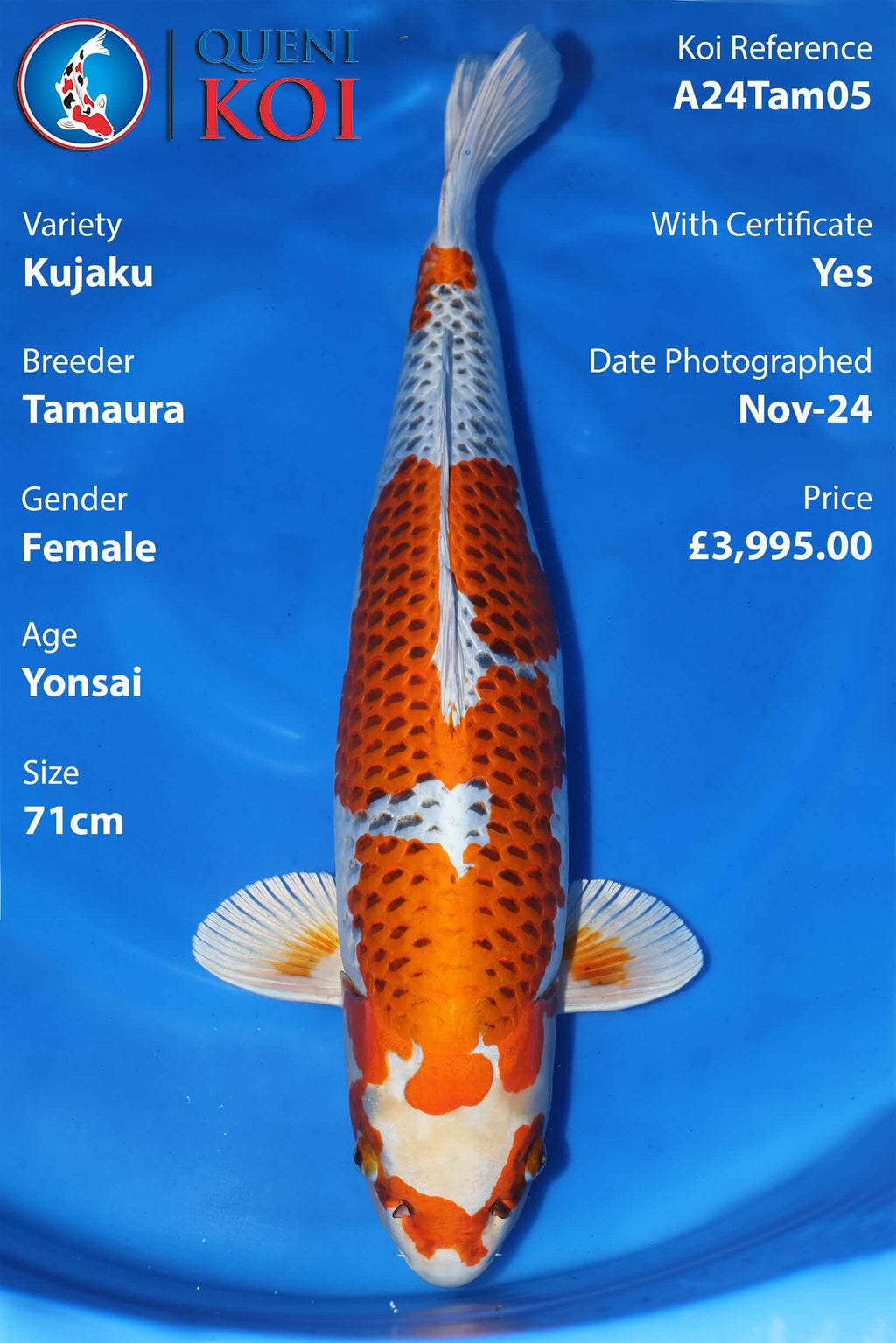 Kujaku Koi A24Tam05 female Yonsai 71cm Tamaura koi with certificate
