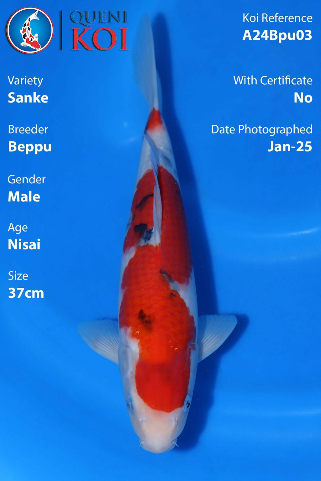 Sanke Koi A24Bpu03 male Nisai 37cm Beppu koi
