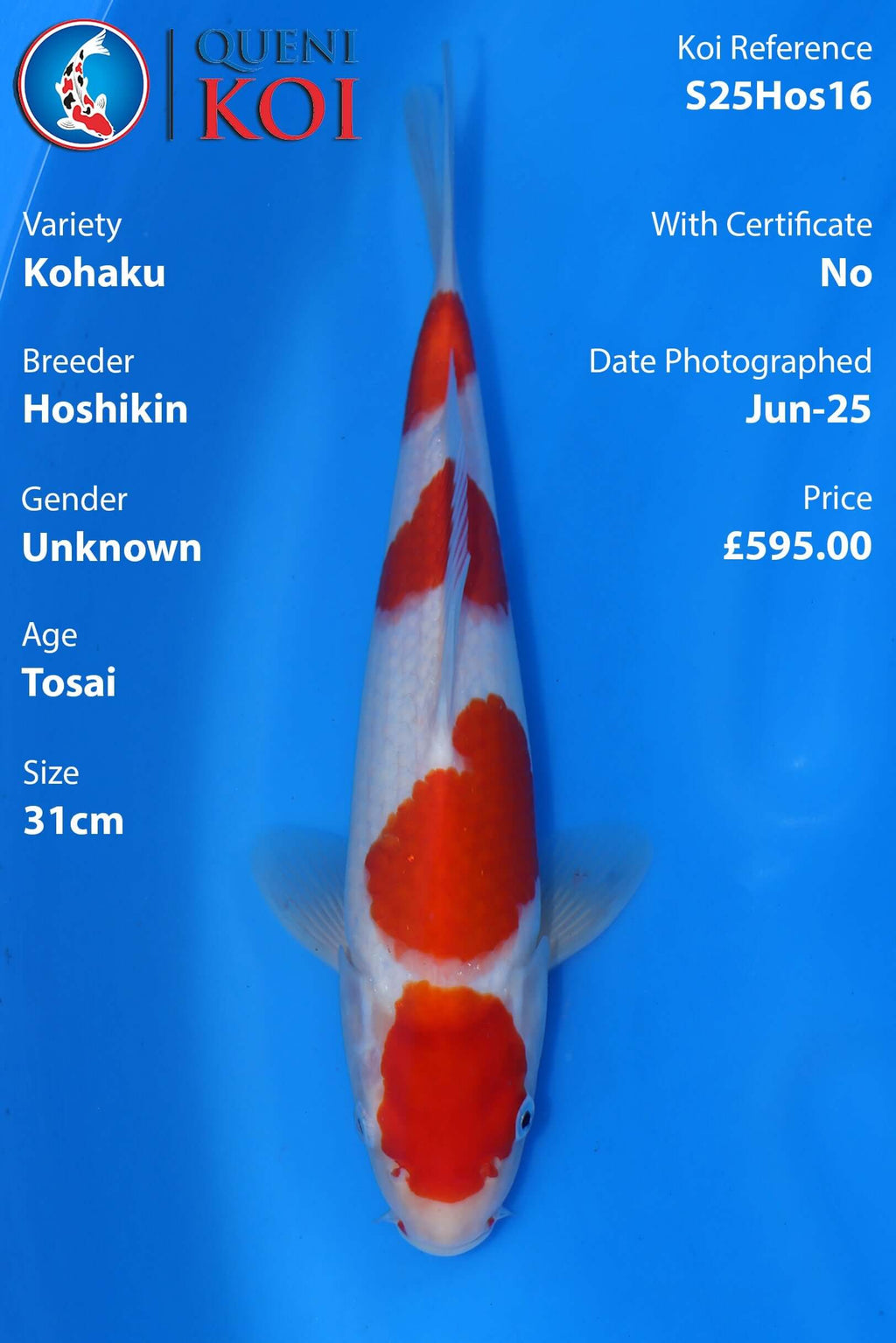 Kohaku - S25Hos16