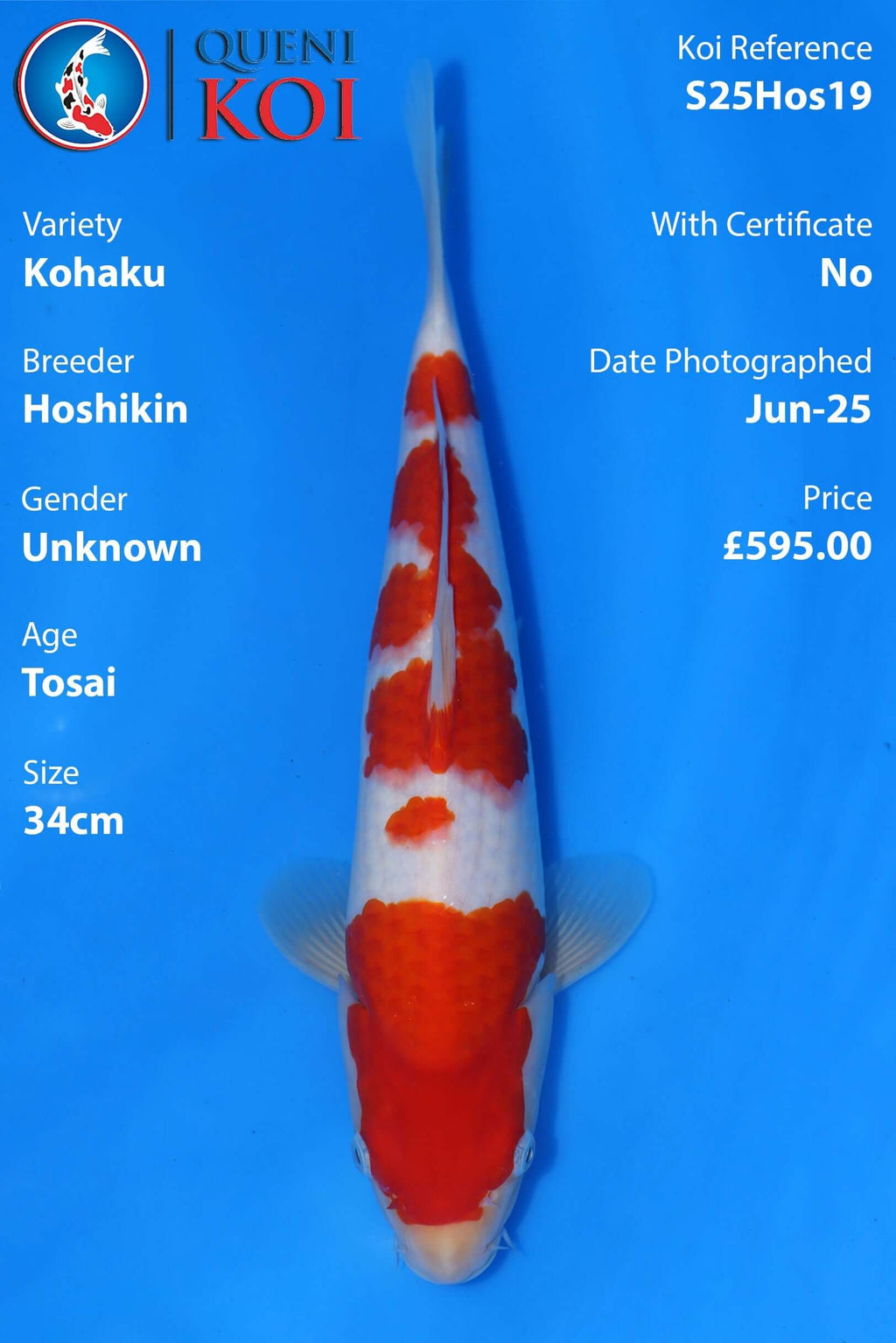 Kohaku - S25Hos19
