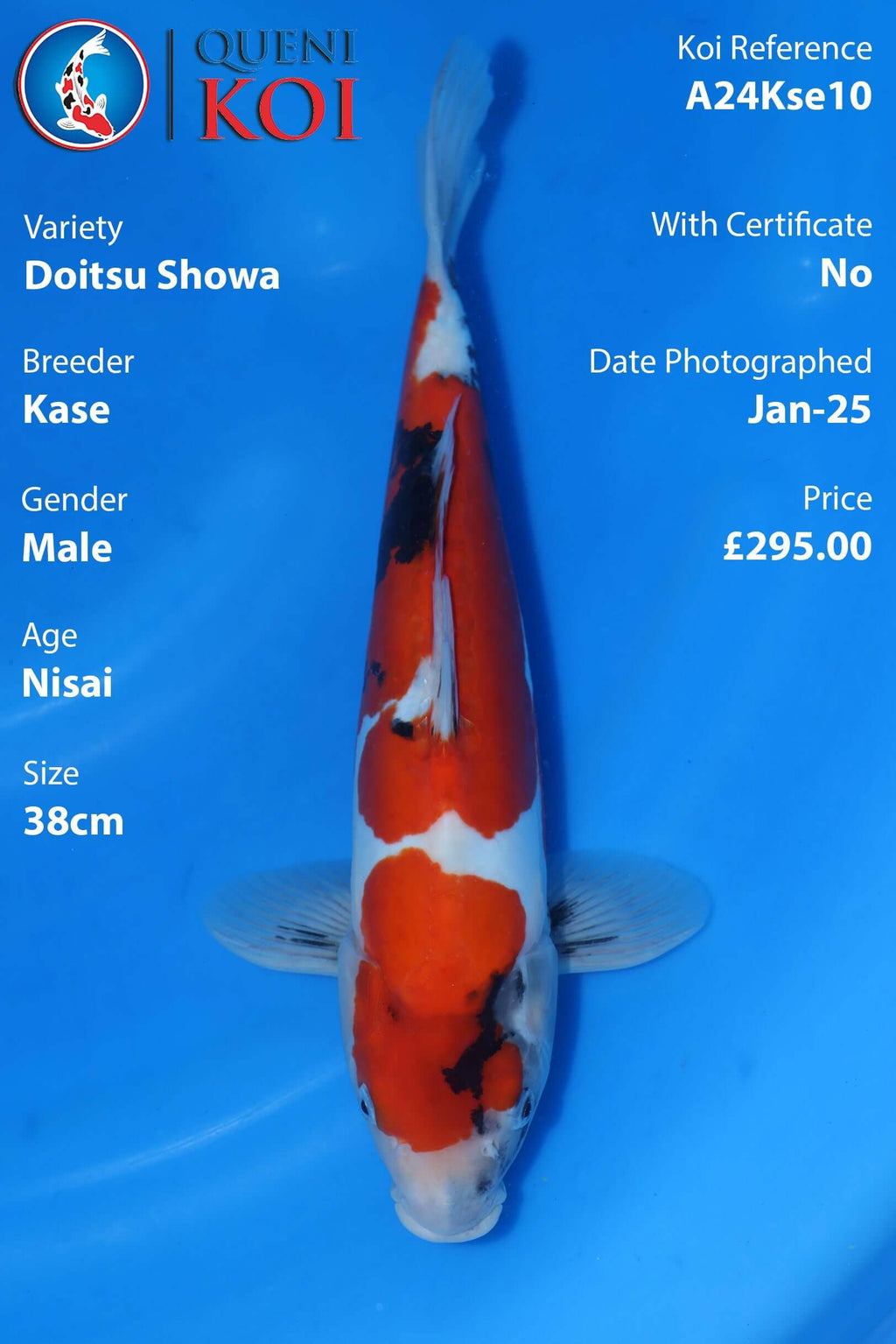 Doitsu Showa Koi A24Kse10 male Nisai 38cm Kase koi
