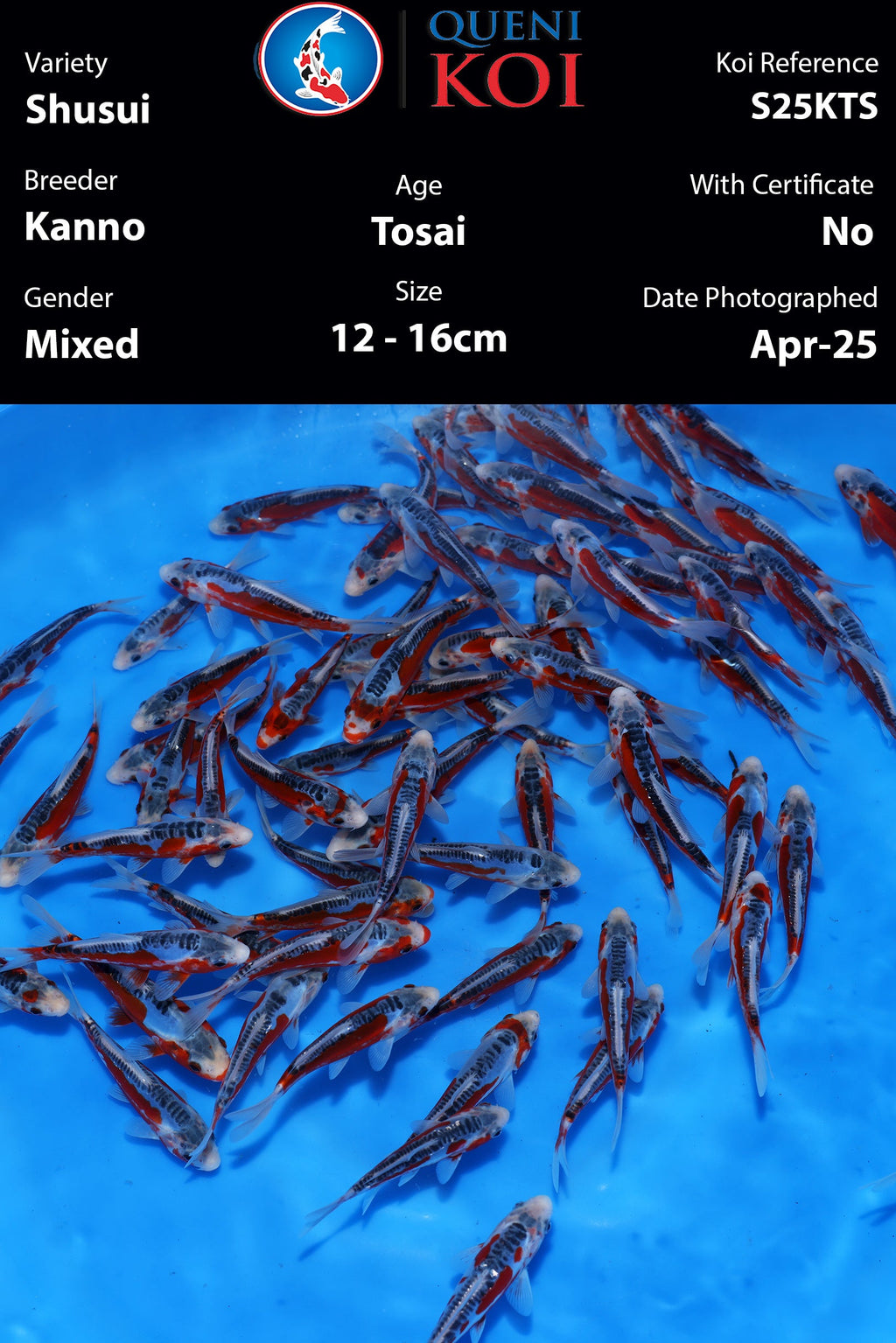 Kanno Tosai Shusui - S25KTS